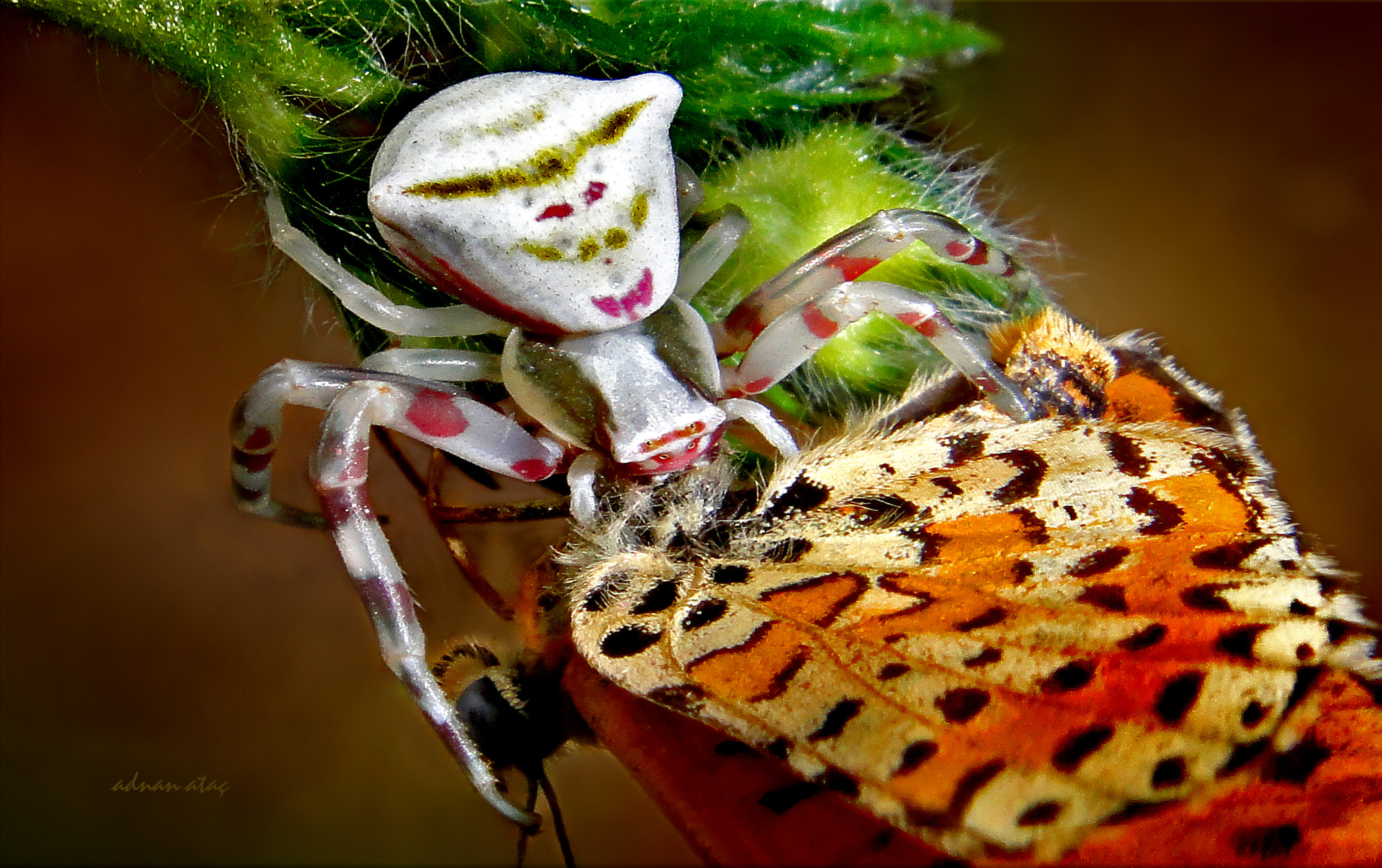 Sony DSC-TX9 sample photo. Yengeç Örümceği (thomisus onustus) ve benekli iparhan (melitaea didyma) photography