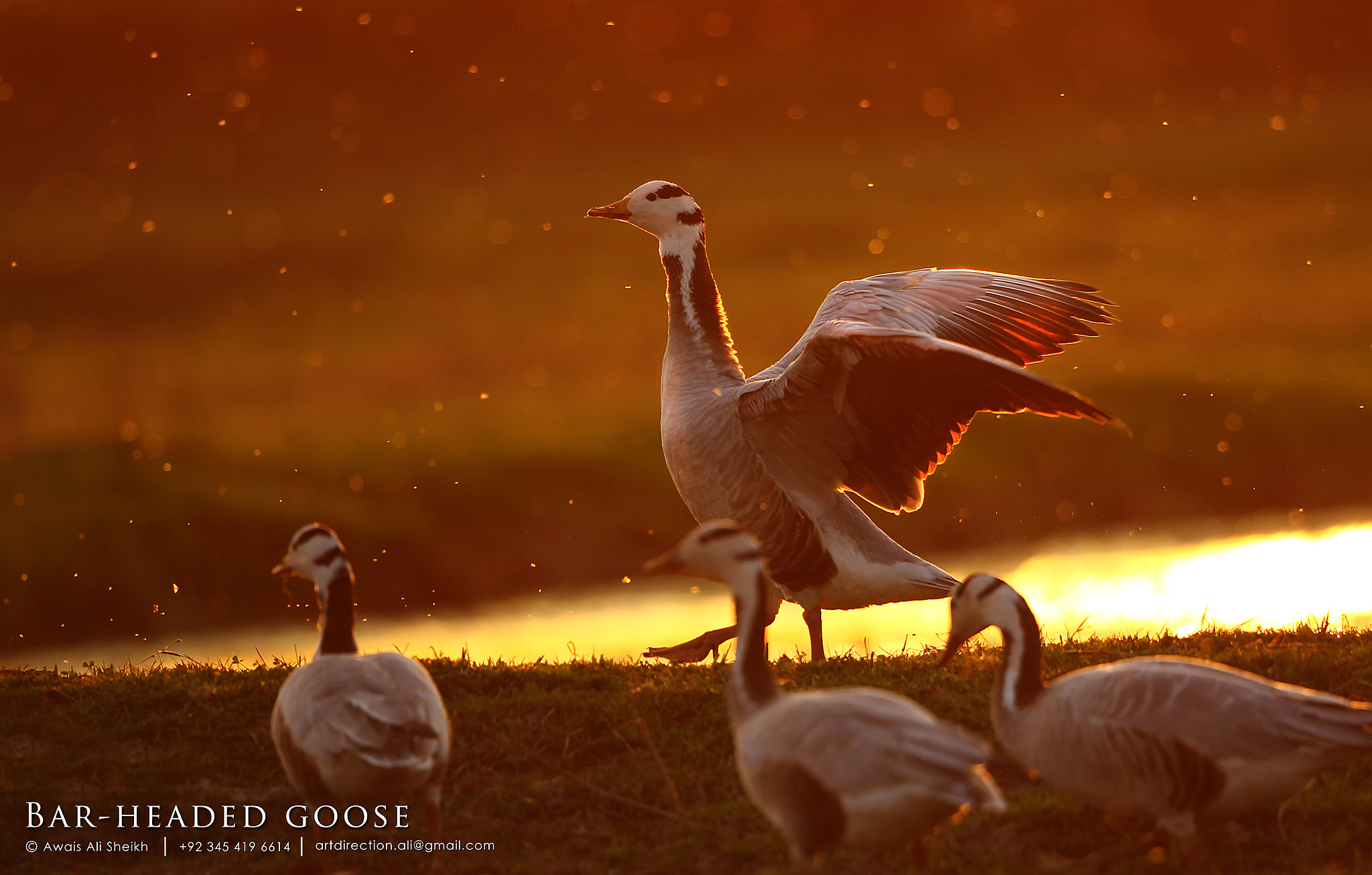 Canon EF 500mm F4L IS II USM sample photo. Barheaded goose photography