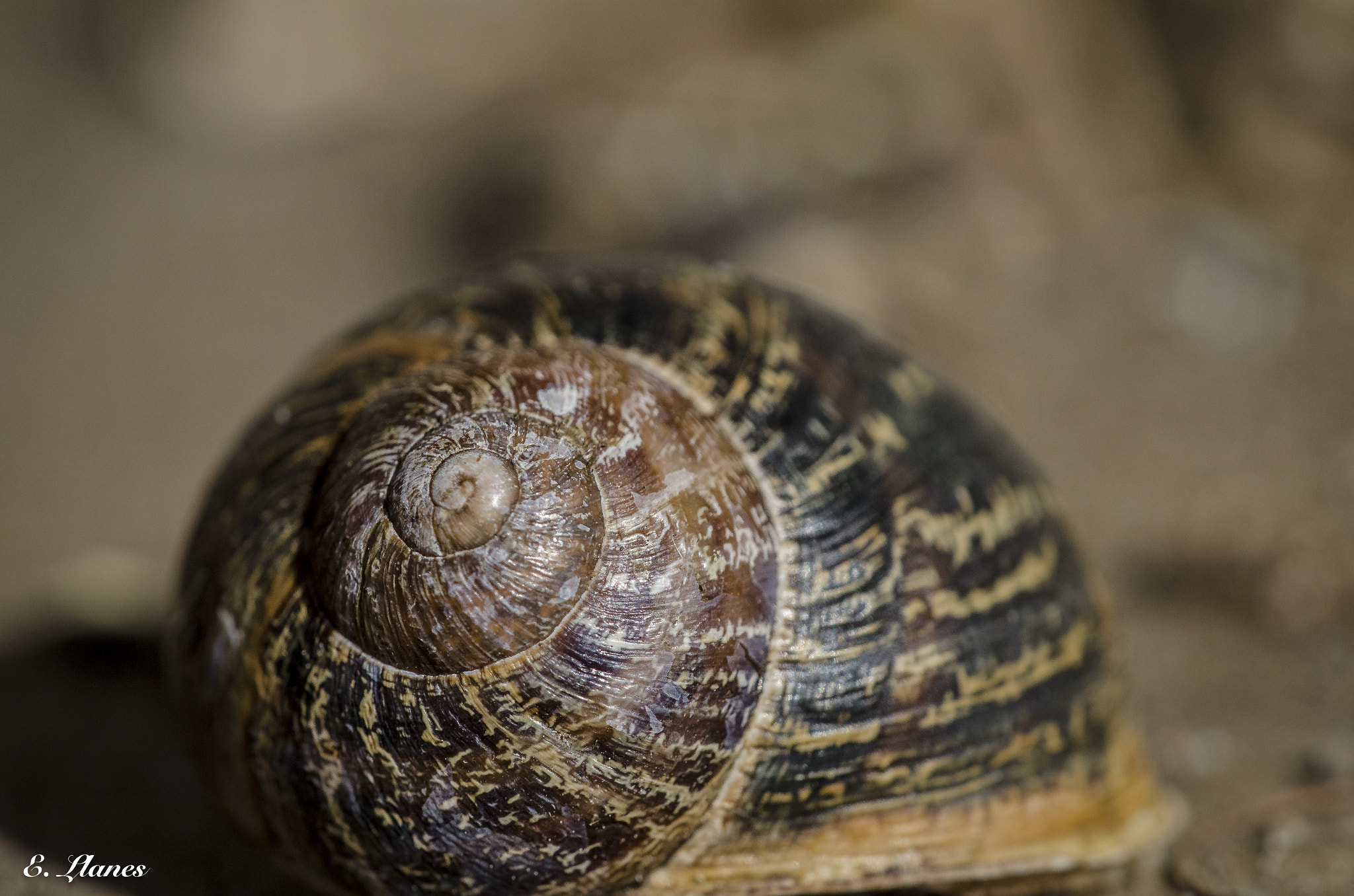 Sigma 150mm F2.8 EX DG Macro HSM sample photo. Caracol photography