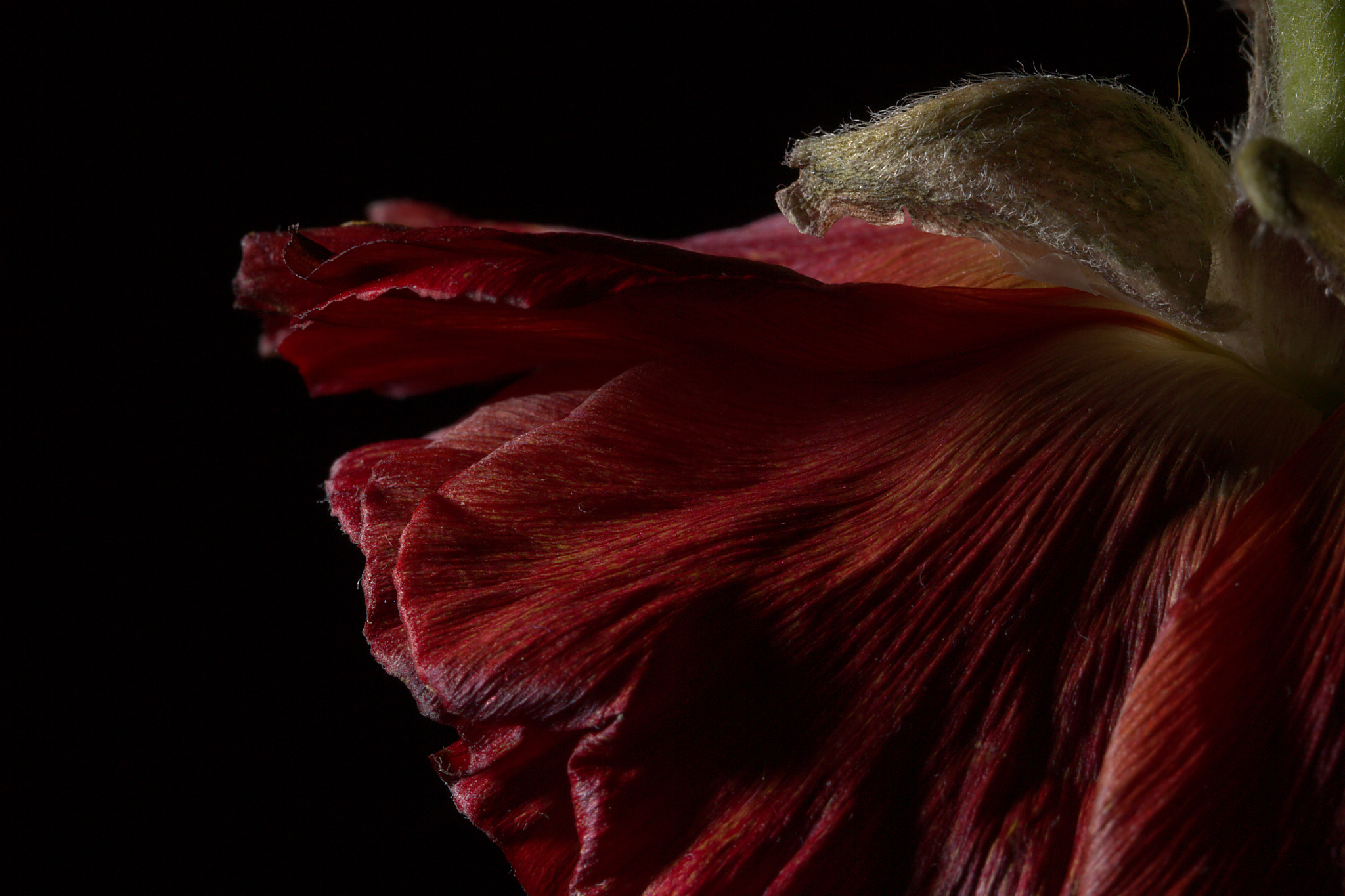 Canon EF 100mm F2.8L Macro IS USM sample photo. Red photography
