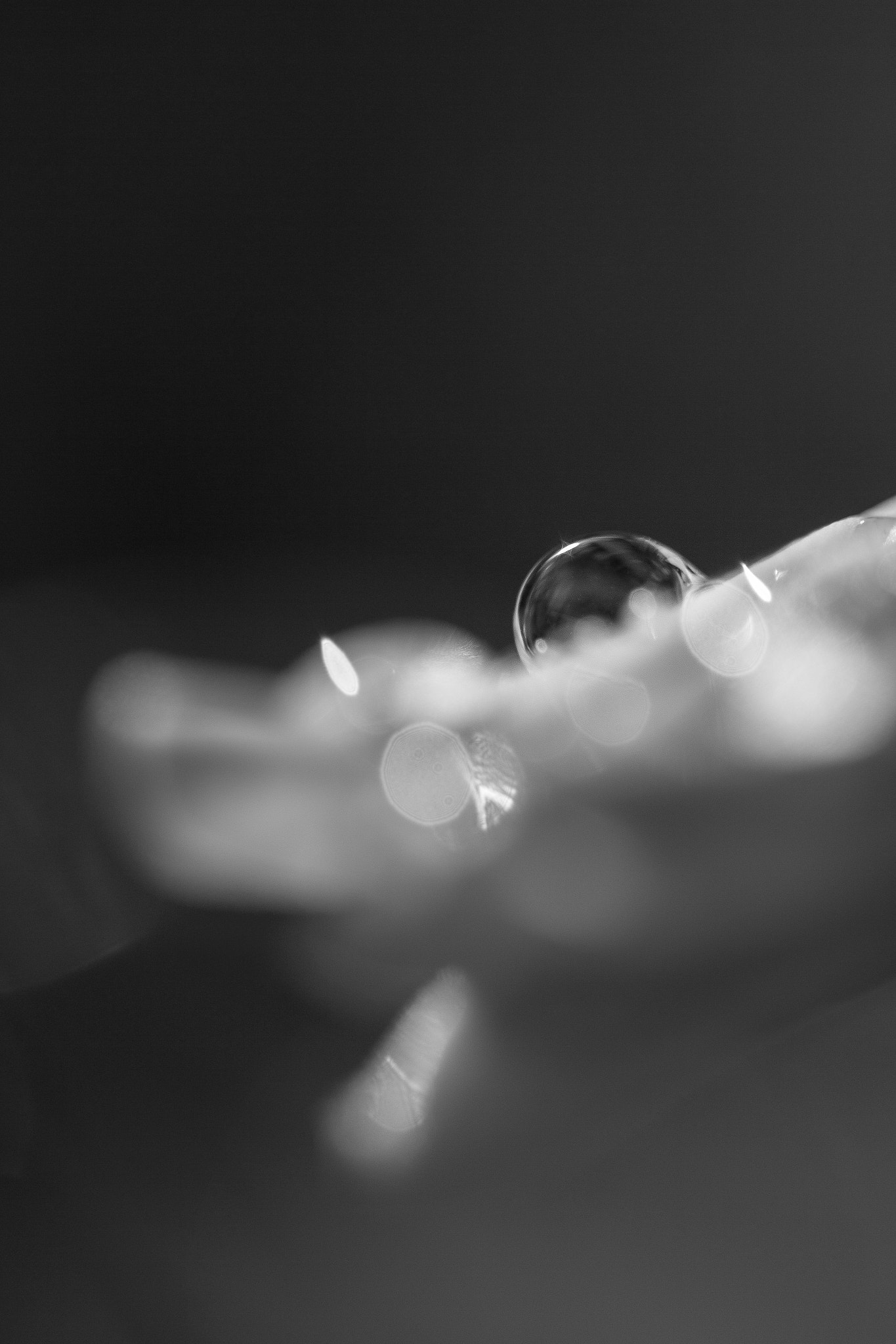 Canon EF 100mm F2.8 Macro USM sample photo. Macro black and white photography