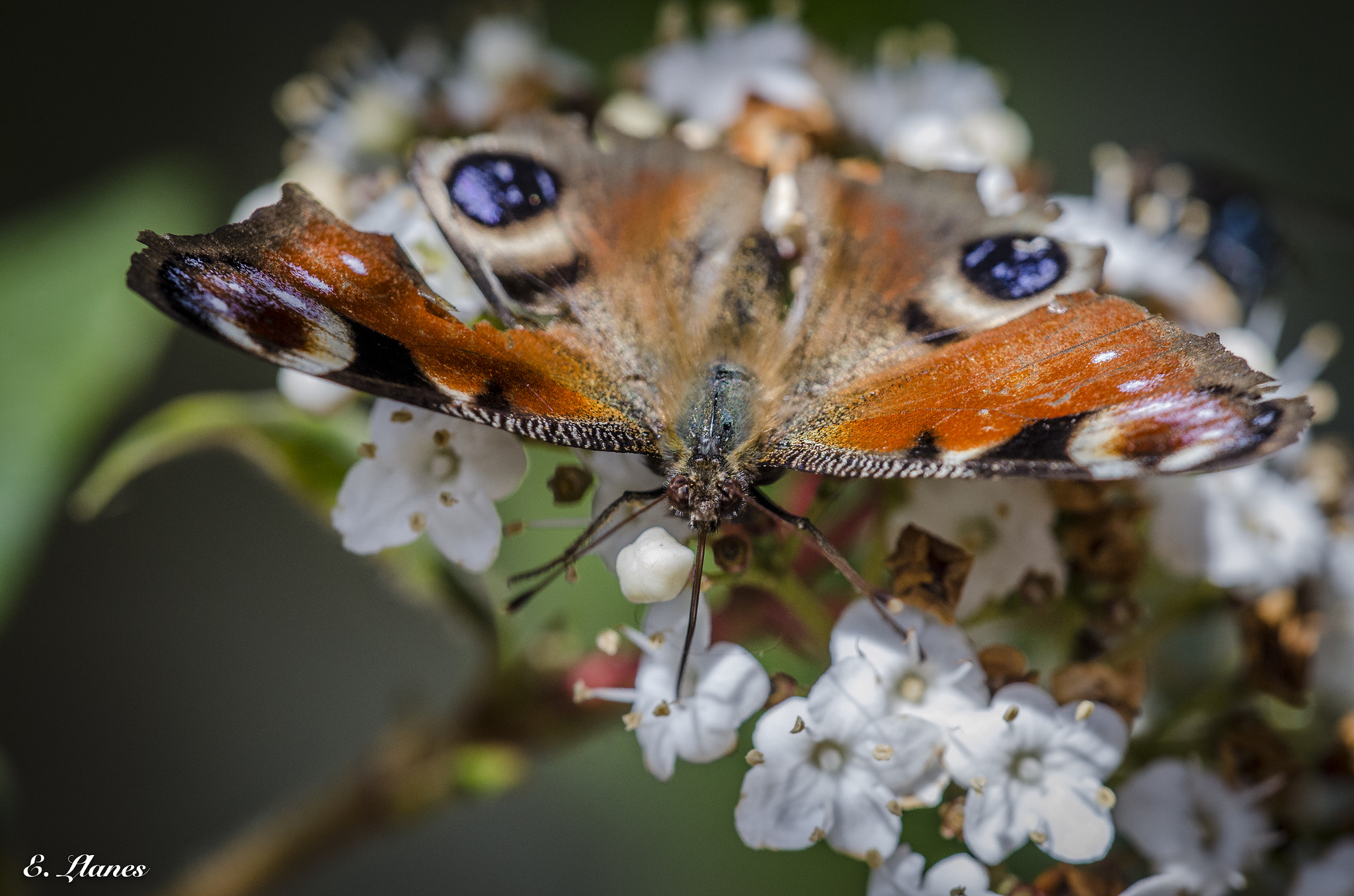 Nikon D7000 + Sigma 150mm F2.8 EX DG Macro HSM sample photo. Mariposa pavo real photography