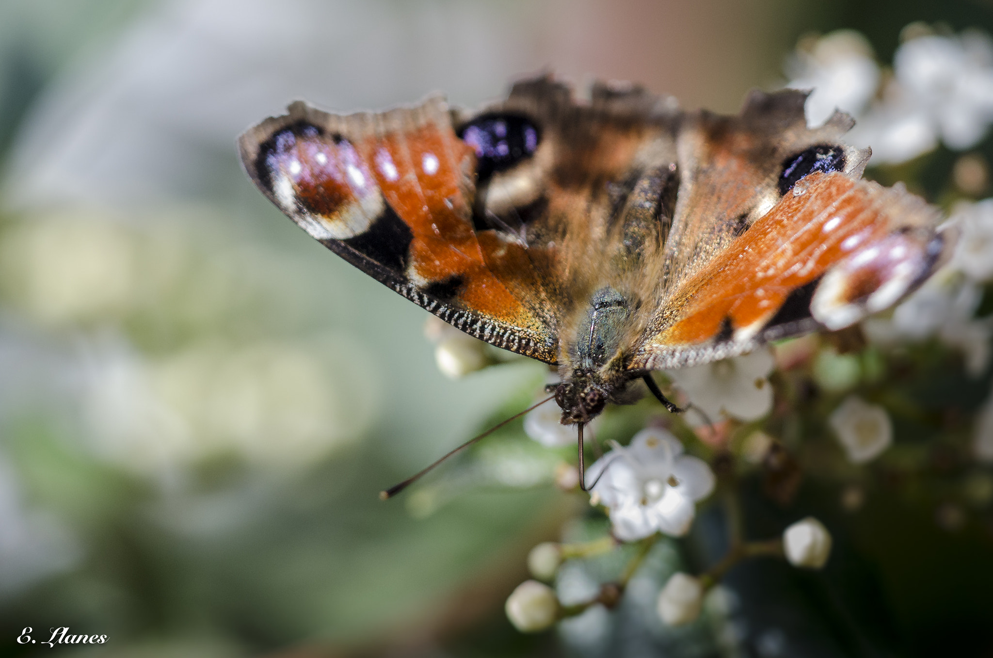 Nikon D7000 + Sigma 150mm F2.8 EX DG Macro HSM sample photo. Mariposa pavo real photography