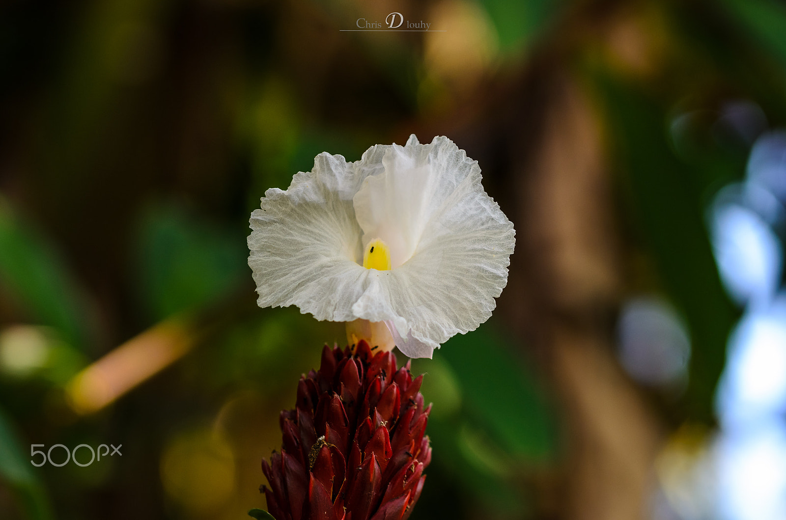 Sigma 105mm F2.8 EX DG OS HSM sample photo. Costus photography