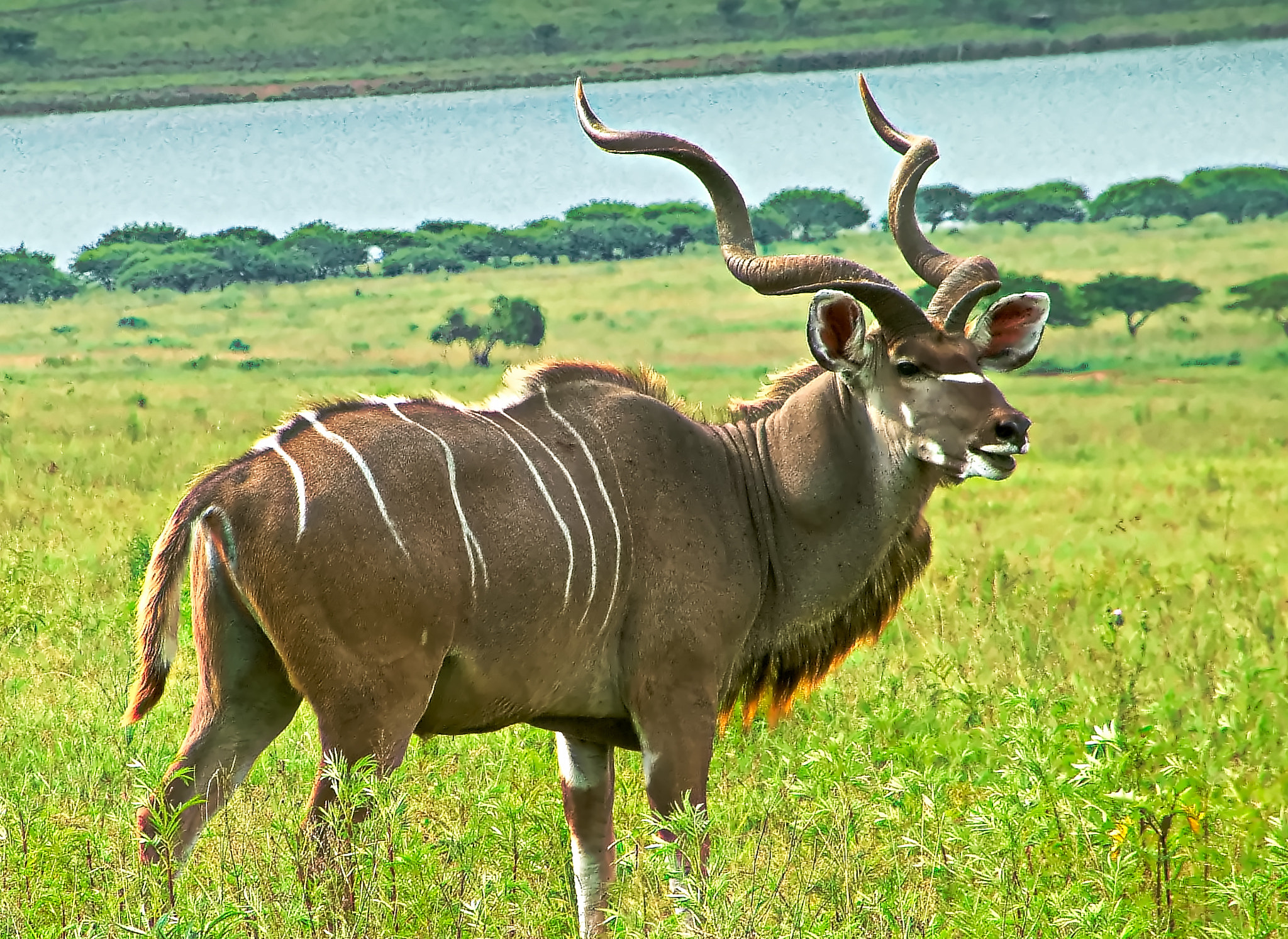 Fujifilm FinePix S602 ZOOM sample photo. Kudu bull. photography