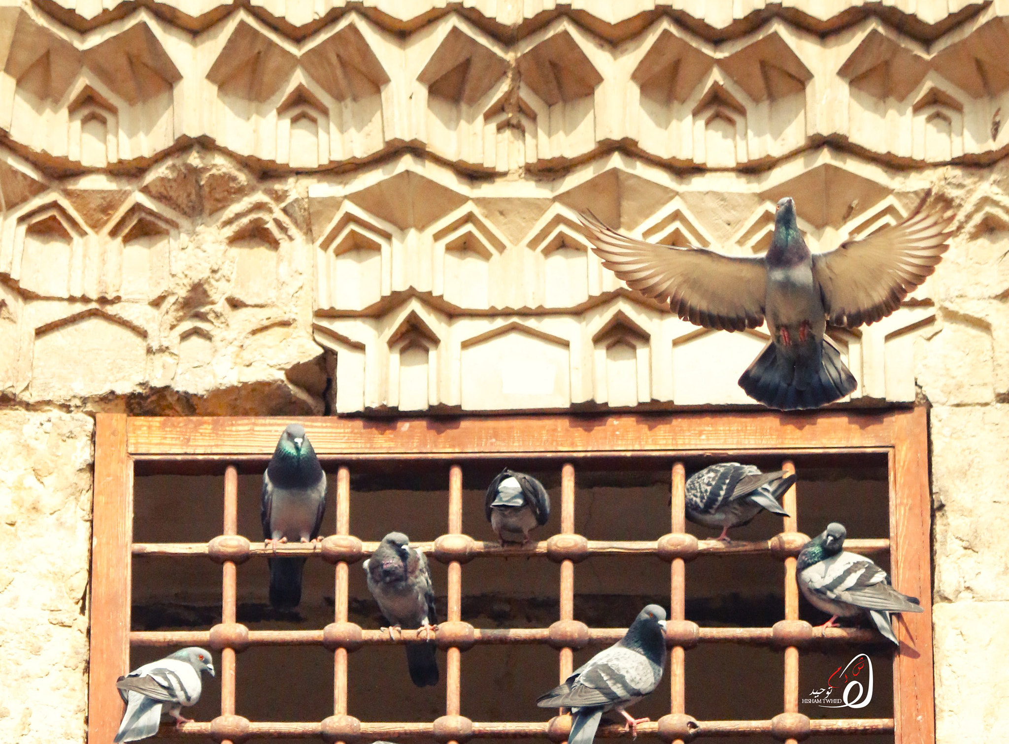 Canon EF-S 55-250mm F4-5.6 IS II sample photo. I am go photography