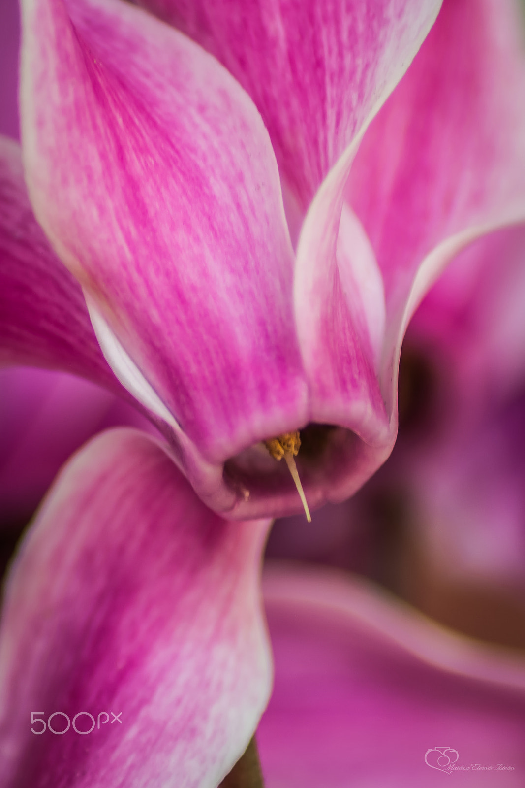 Nikon D5200 + Sigma 50-150mm F2.8 EX APO DC HSM II + 1.4x sample photo. Matecsa elemer istvan cyclamen (px) photography