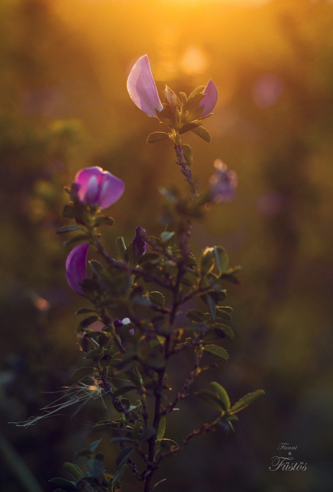 Nikon D5100 sample photo. Wild flower photography