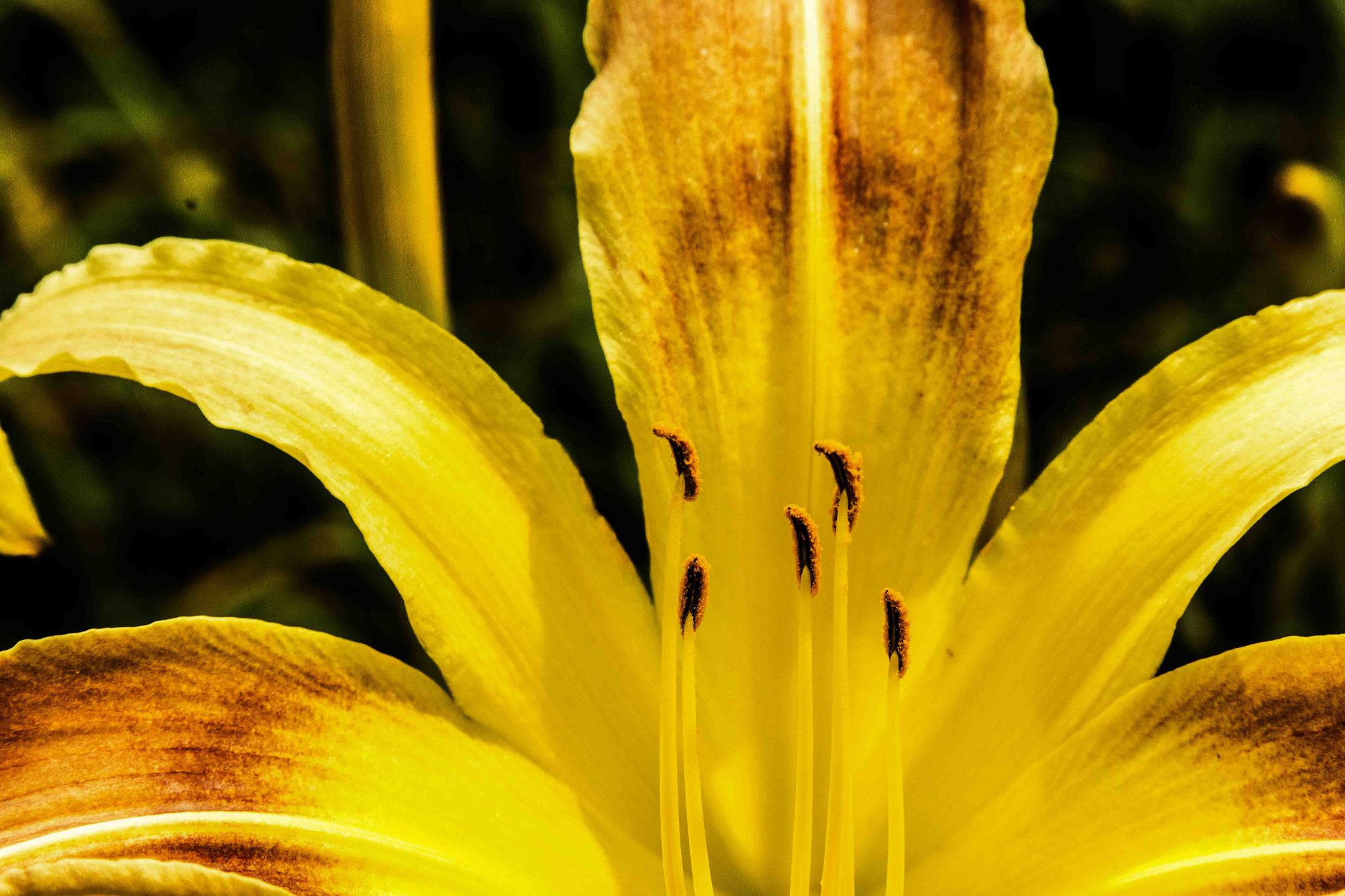Canon EF 28-135mm F3.5-5.6 IS USM sample photo. Todo o amarelo para essa flor photography