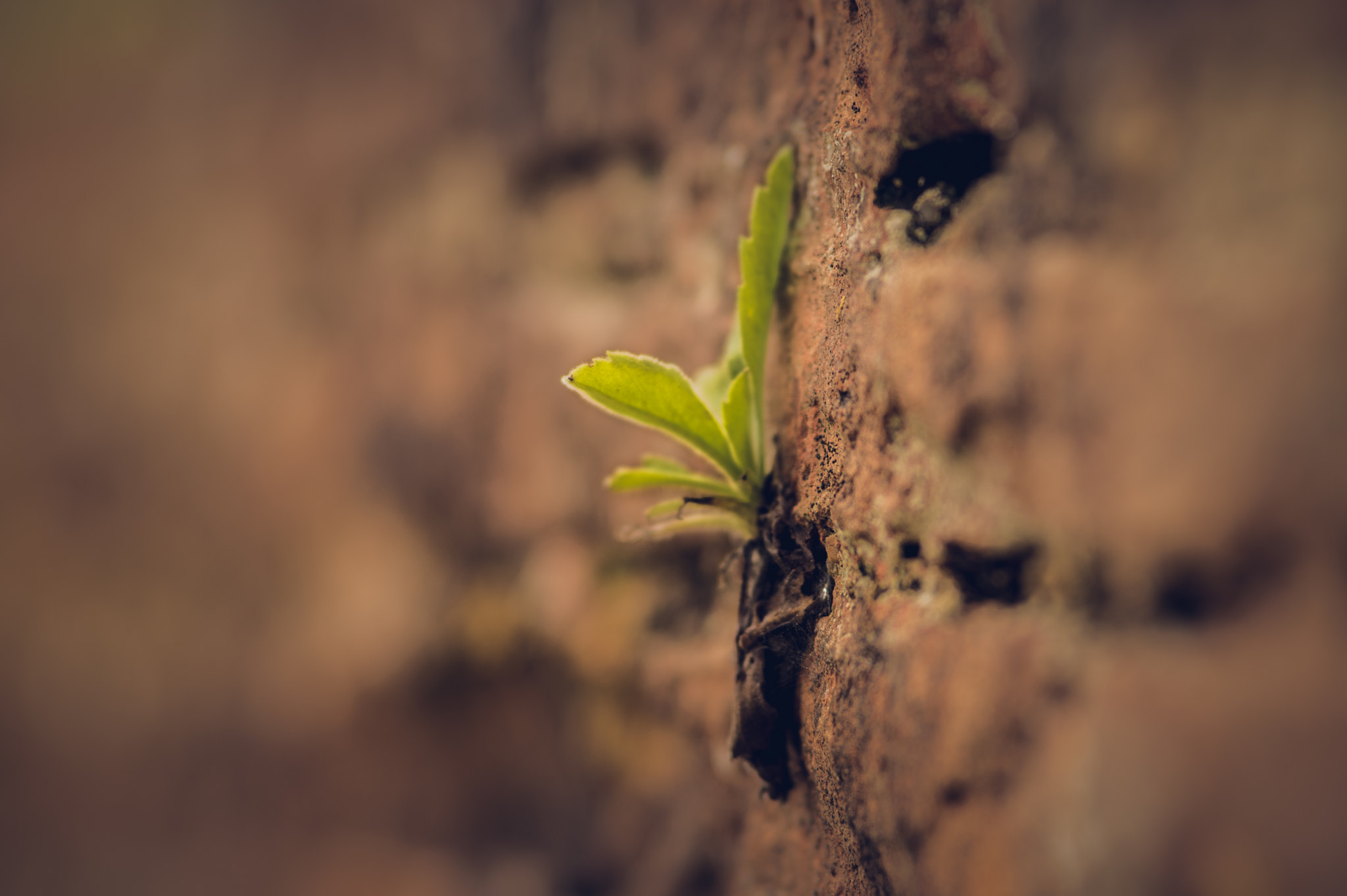 Pentax K-3 + Tamron SP AF 70-200mm F2.8 Di LD (IF) MACRO sample photo. The wall and the plant photography