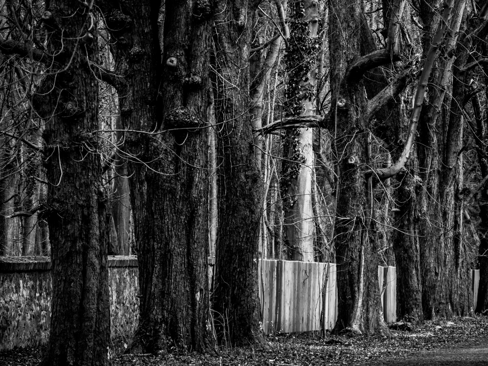 Olympus OM-D E-M10 II sample photo. Old trees photography