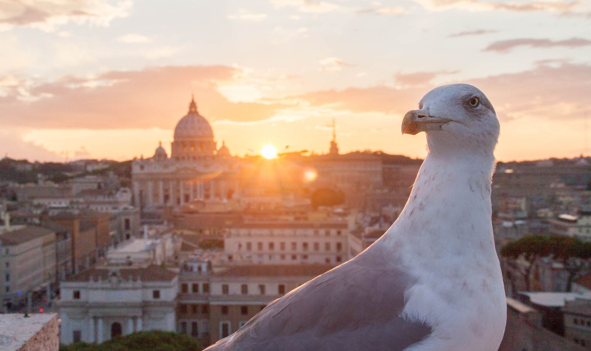 Sigma 18-200mm f/3.5-6.3 DC OS sample photo. Seagull photography