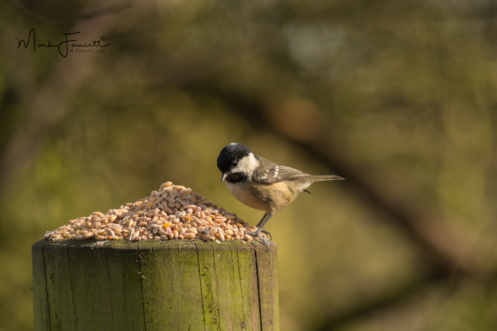 Nikon D5200 + Sigma 150-500mm F5-6.3 DG OS HSM sample photo. Coal tit photography