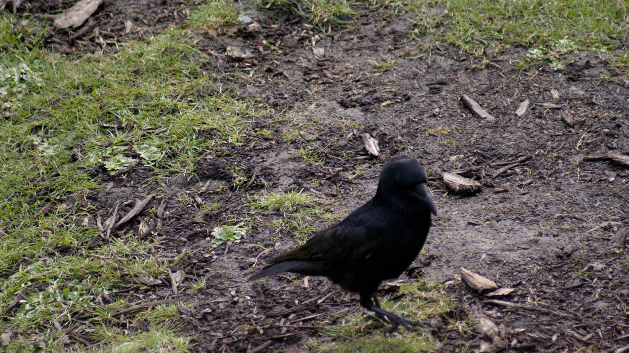 Sony 75-300mm F4.5-5.6 sample photo. Trip to london photography