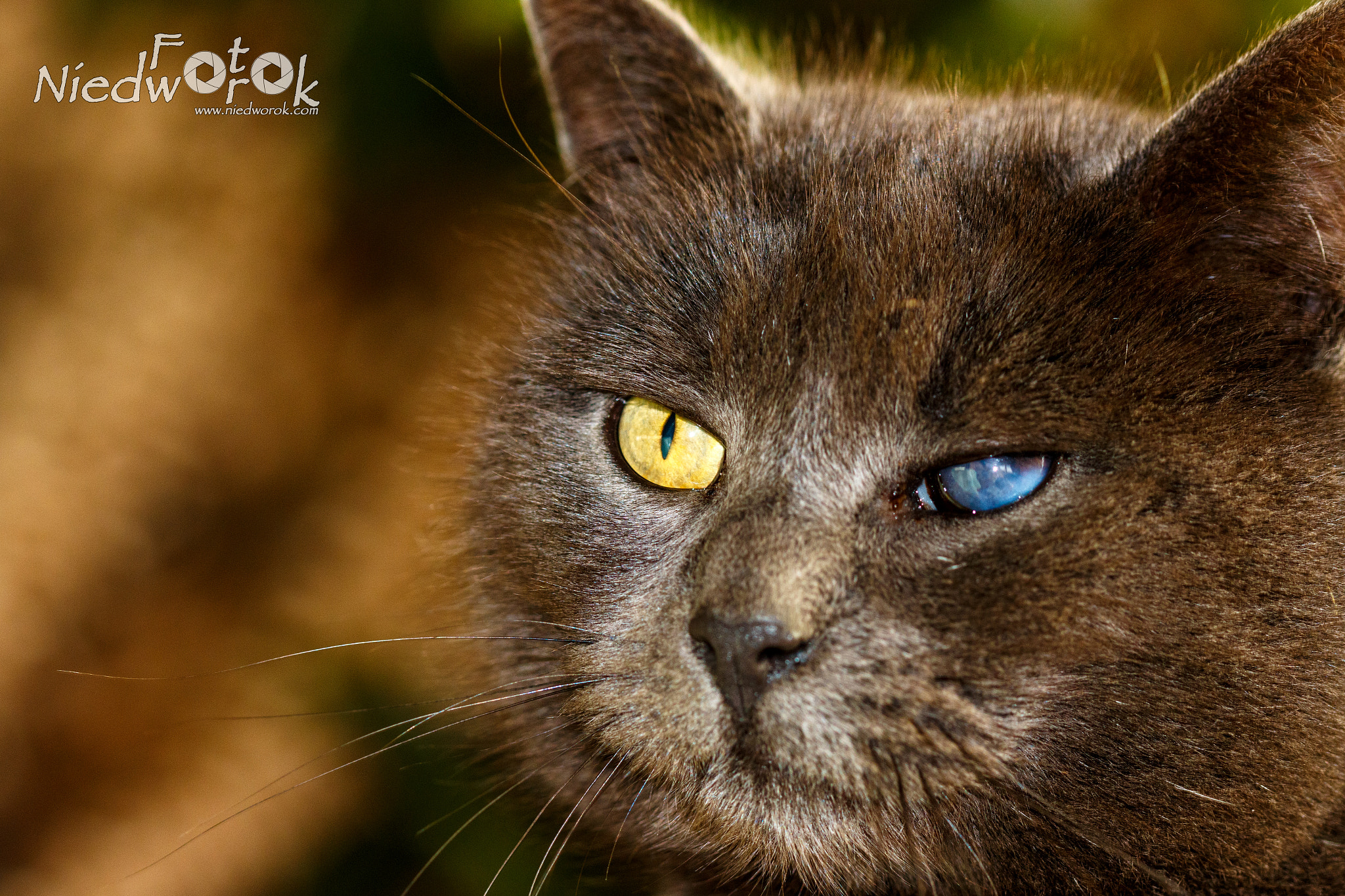 Canon EF 100mm F2.8 Macro USM sample photo. Kater louis photography