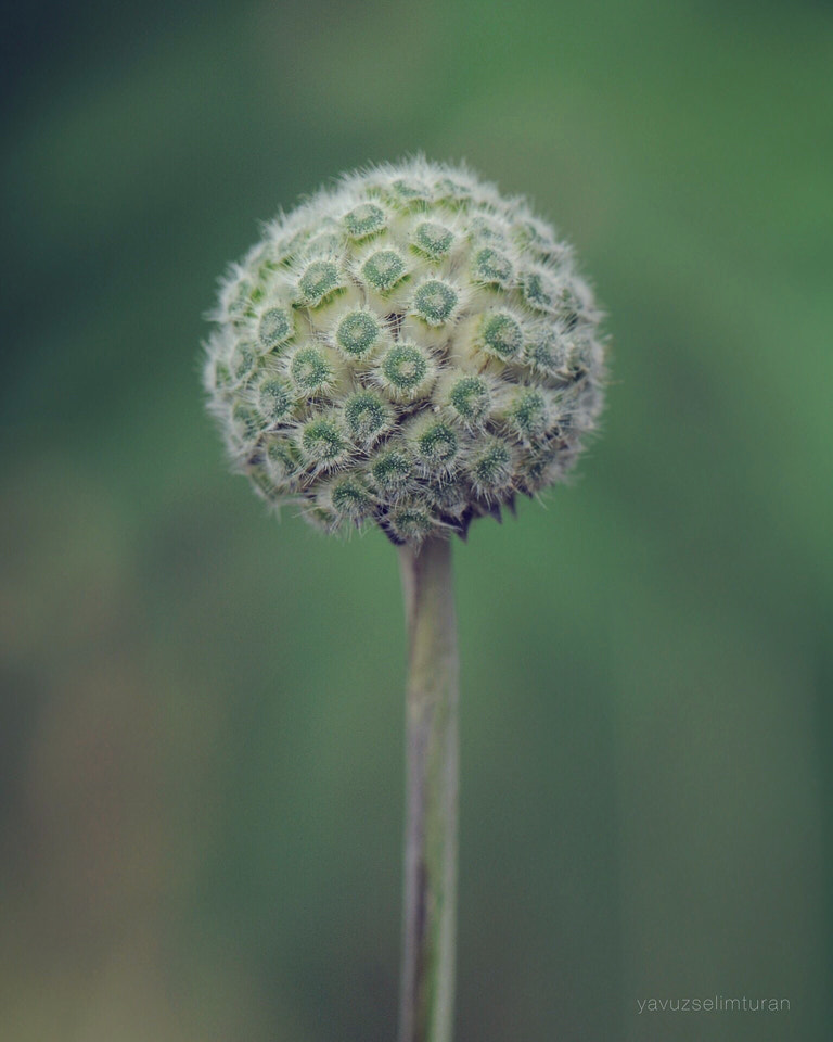 Nikon AF-S Micro-Nikkor 105mm F2.8G IF-ED VR sample photo