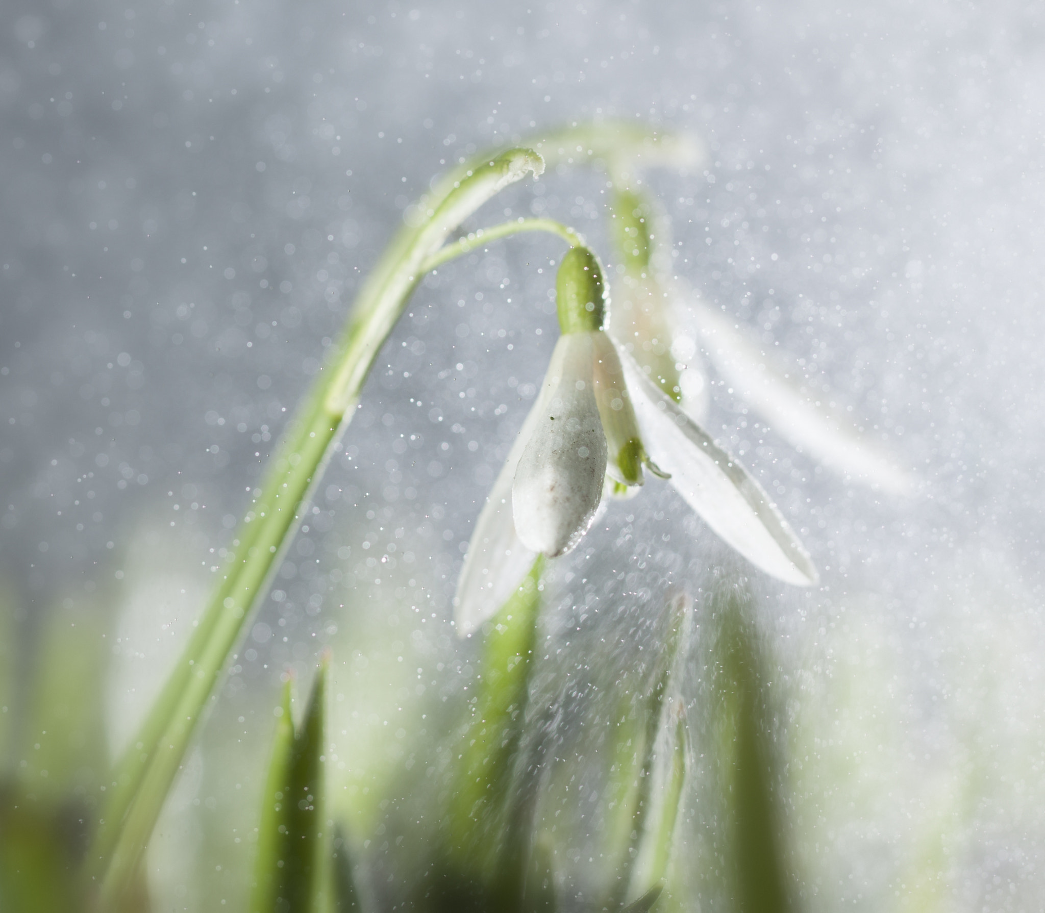 Canon EF 100mm F2.8L Macro IS USM sample photo. It's rainy weather photography