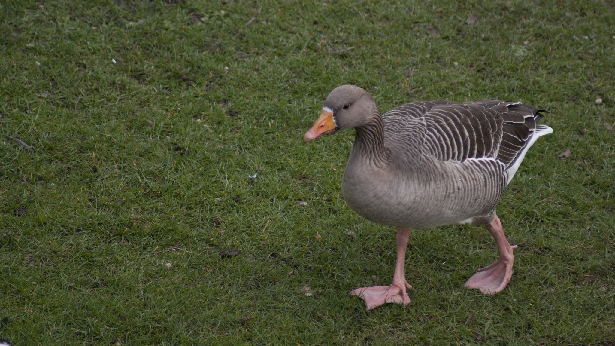 Sony 75-300mm F4.5-5.6 sample photo. Trip to london photography