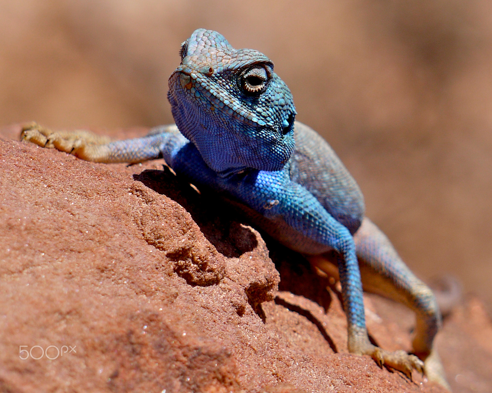 Panasonic Lumix G Vario 45-200mm F4-5.6 OIS sample photo. Jebel harun (aaron), petra /wadi musa, jordan. photography