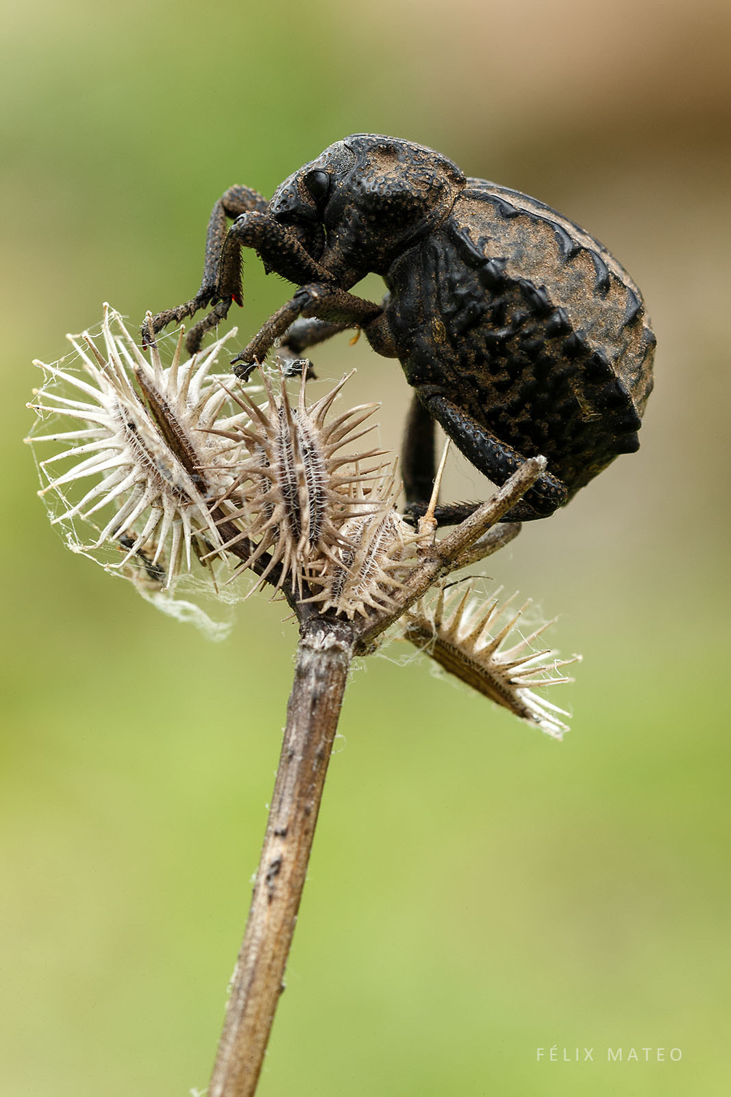 Canon EOS-1D X + Tamron SP AF 90mm F2.8 Di Macro sample photo. Brachycerus barbarus photography