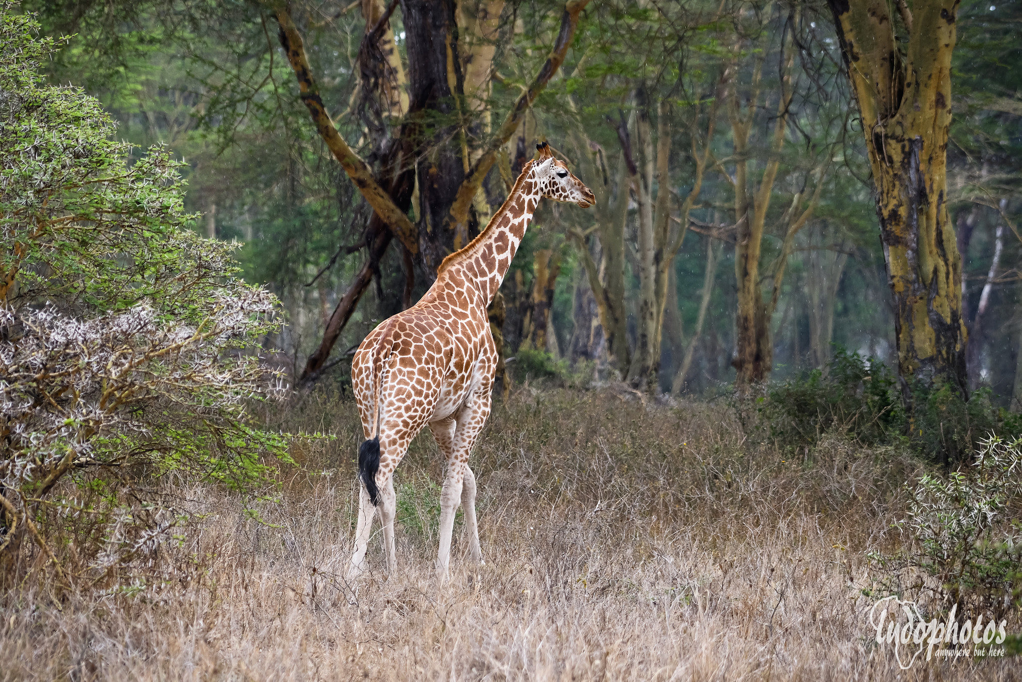 Nikon D500 + Sigma 50mm F1.4 DG HSM Art sample photo. Rothschild's giraffe photography