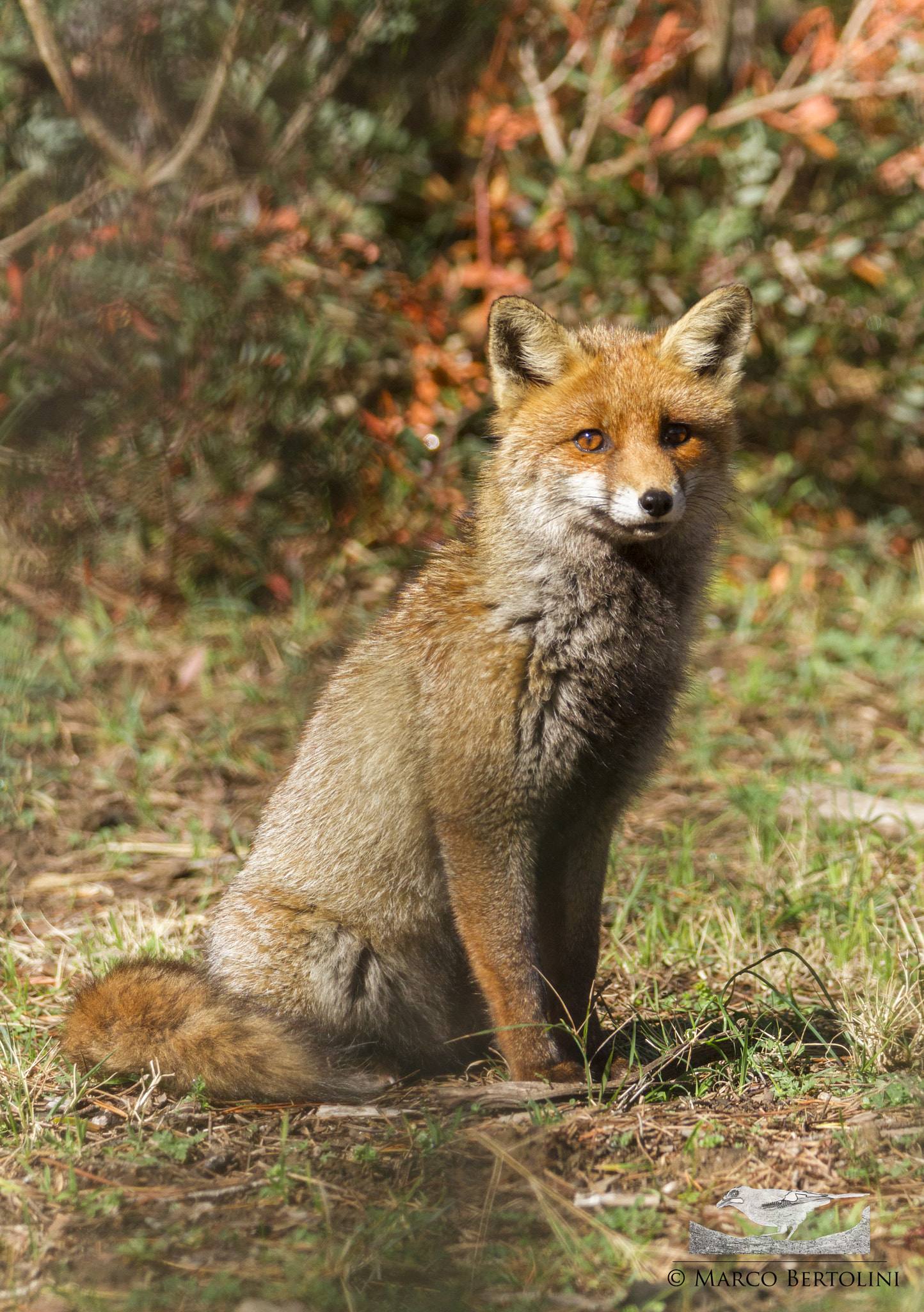 Tamron SP 150-600mm F5-6.3 Di VC USD sample photo. Little fox photography