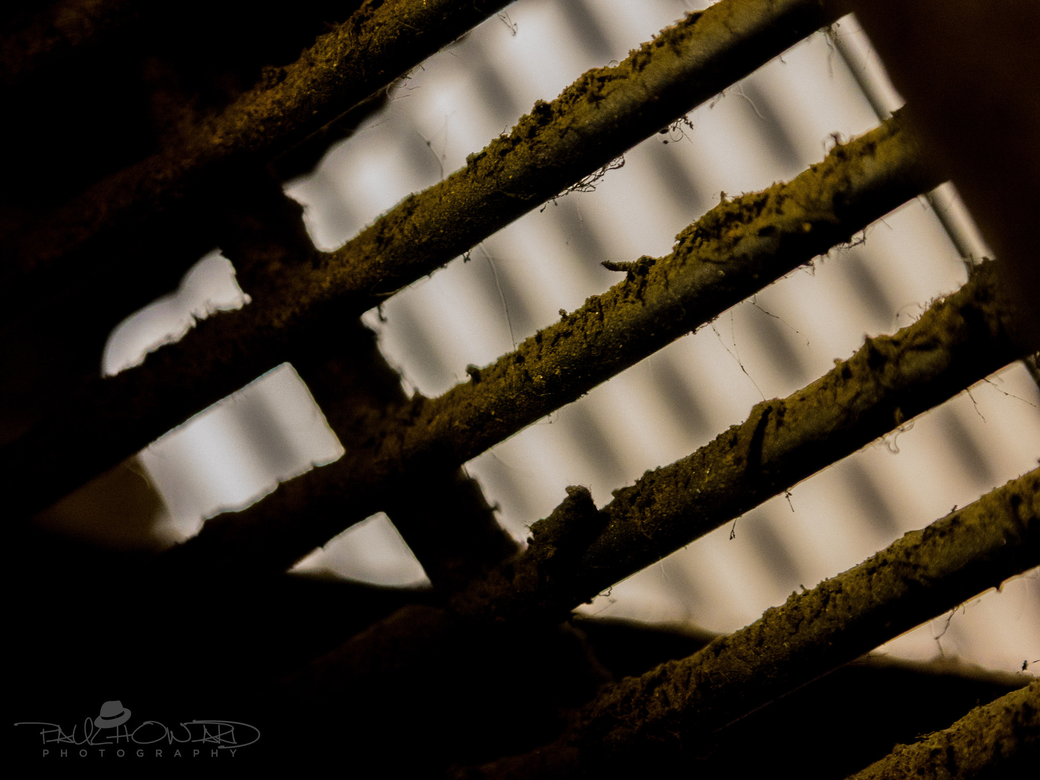 Olympus OM-D E-M1 sample photo. Day 61: that's just grate photography