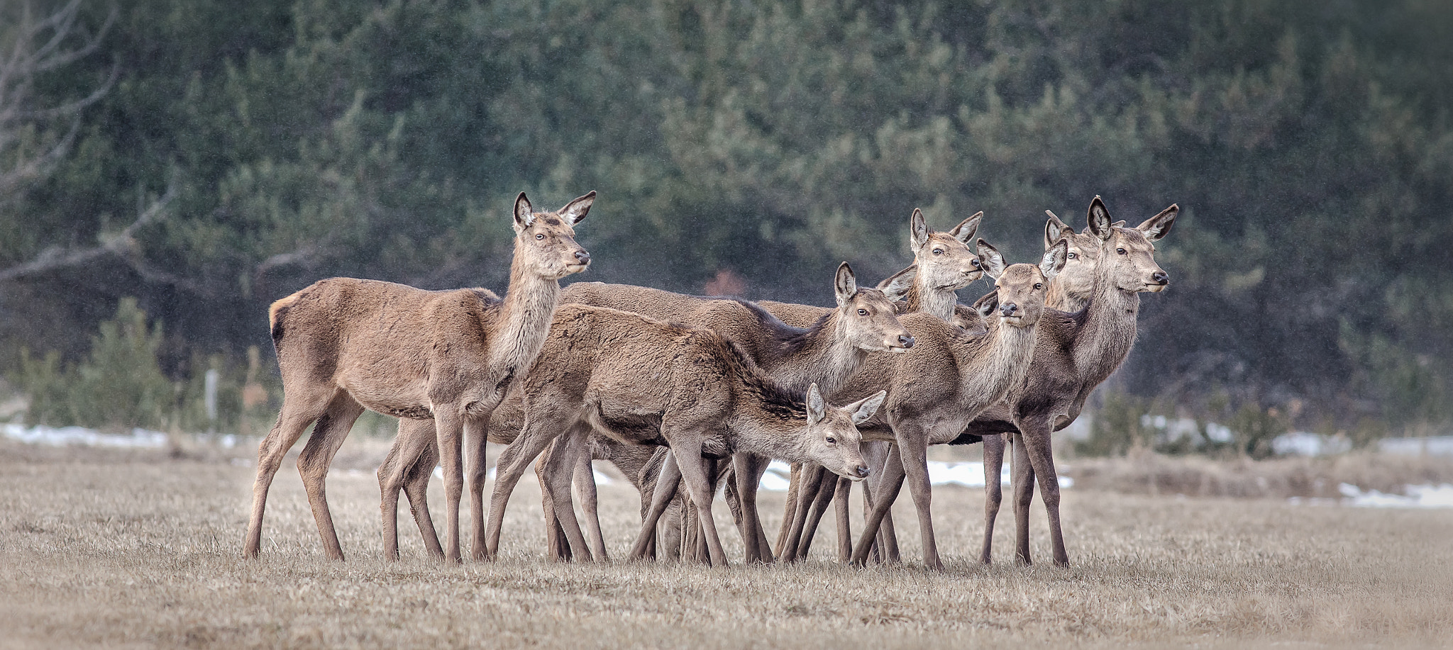 Canon EOS-1D X sample photo. Biches-deer photography