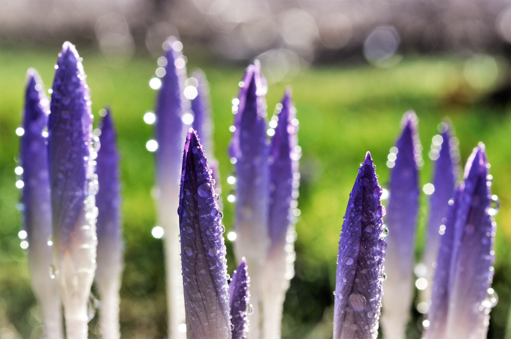 Nikon AF-S DX Micro Nikkor 40mm F2.8 sample photo. Pink spring photography