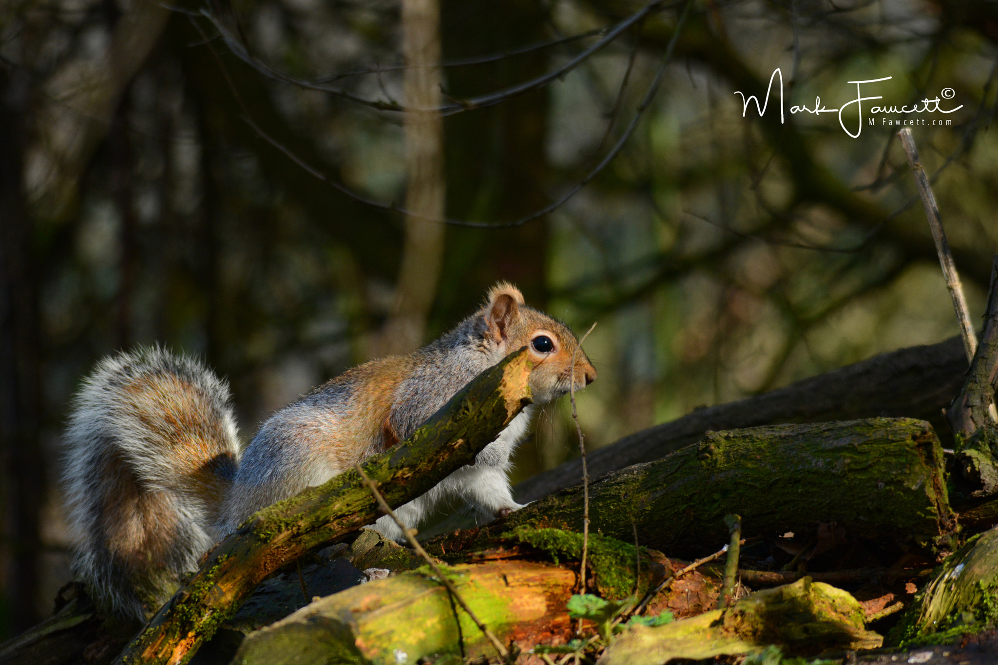 Sigma 150-500mm F5-6.3 DG OS HSM sample photo. Grey squirrel photography