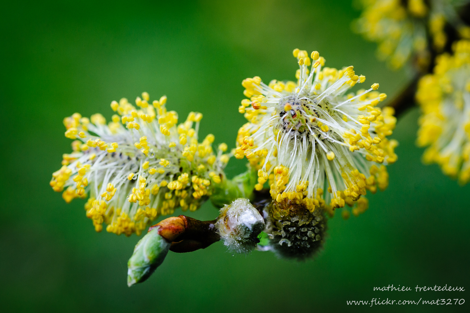Nikon D700 sample photo. Bourgeon photography