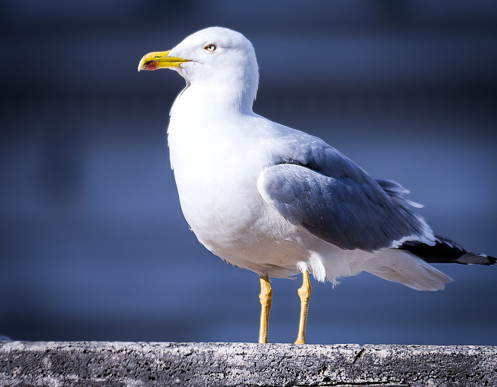 Sigma 70-200mm F2.8 EX DG OS HSM sample photo. Gabbiano romano photography