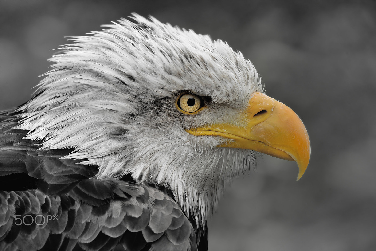 Sigma 150-600mm F5-6.3 DG OS HSM | S sample photo. Eagle's eye photography
