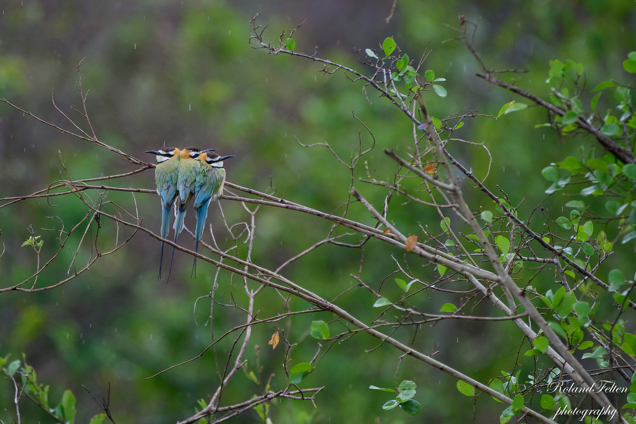 Nikon AF-S Nikkor 200-400mm F4G ED-IF VR sample photo. Cuddled up together photography
