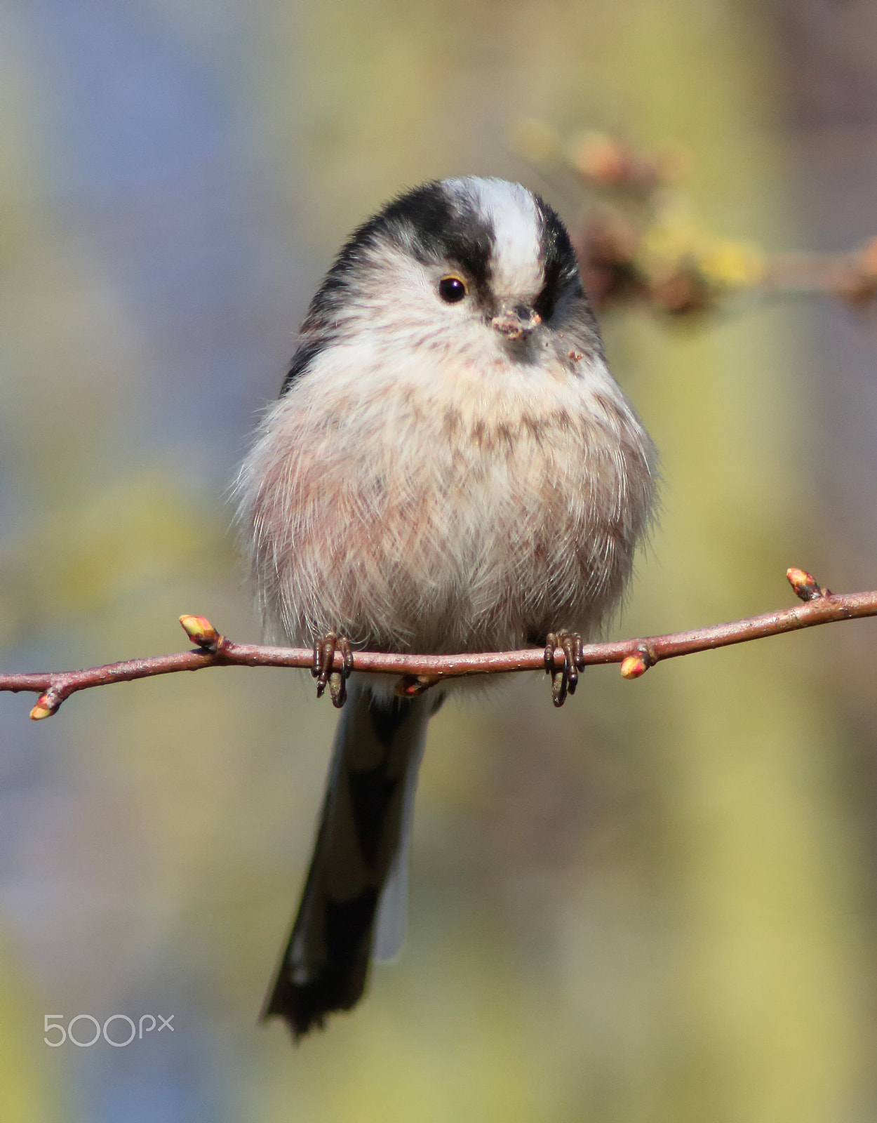 Canon EF 200mm f/2.8L II + 2x sample photo. Long tailed tit 09 photography