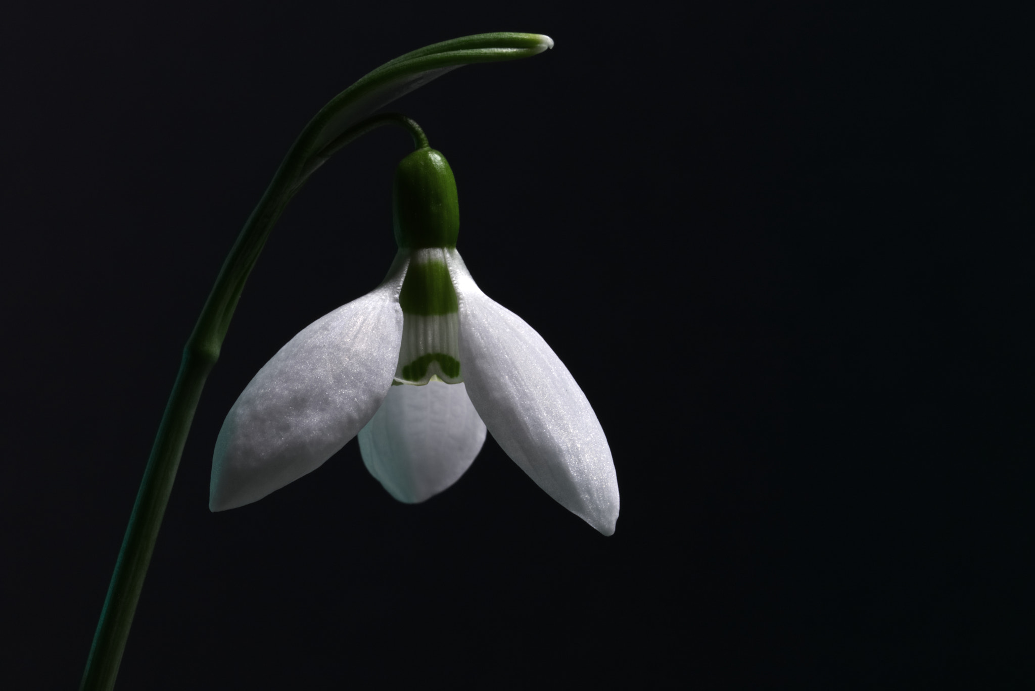 Sigma 105mm F2.8 EX DG OS HSM sample photo. Galanthus nivalis 1 photography