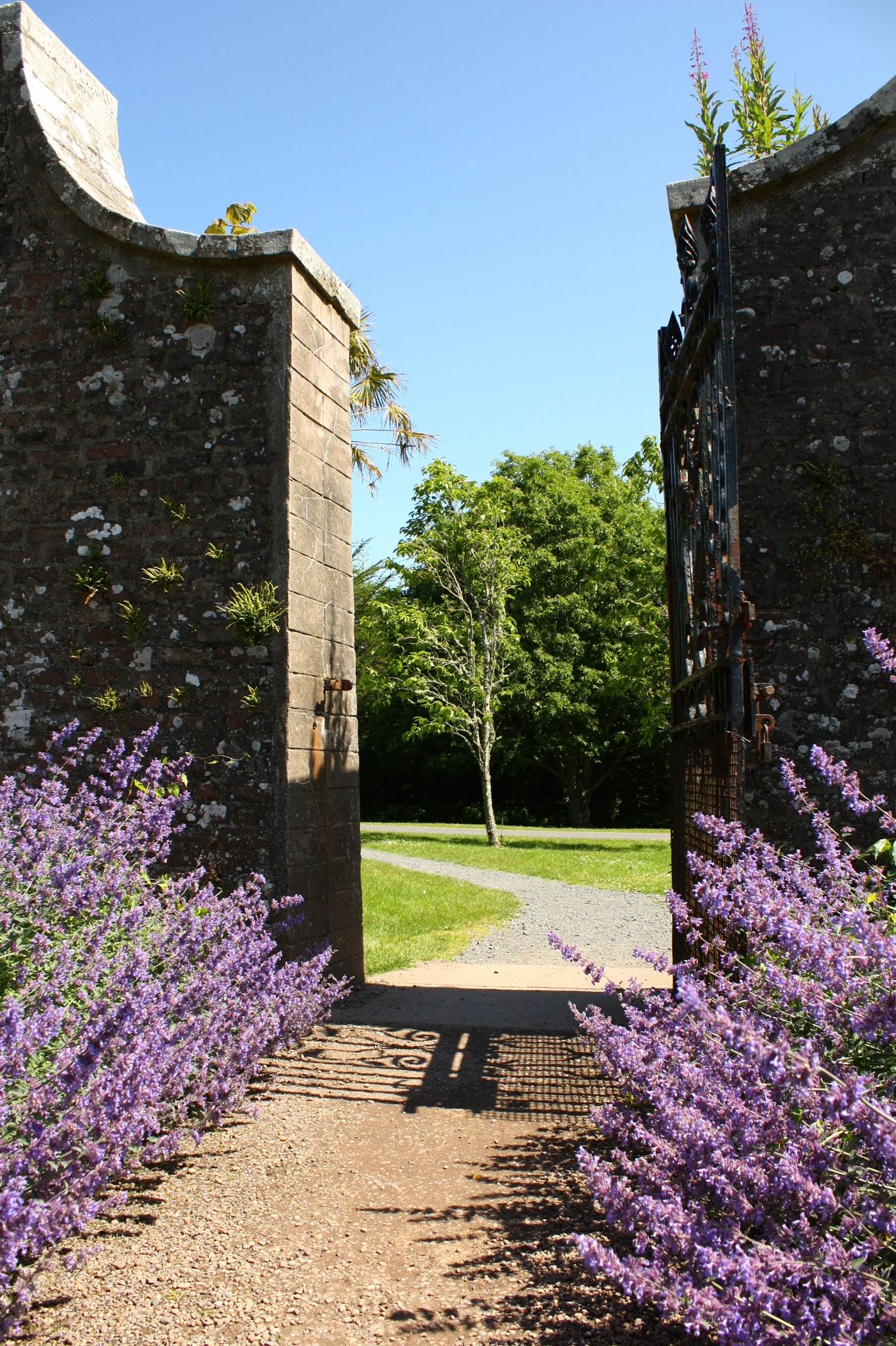 Canon EF-S 55-250mm F4-5.6 IS sample photo. Lavender gate photography