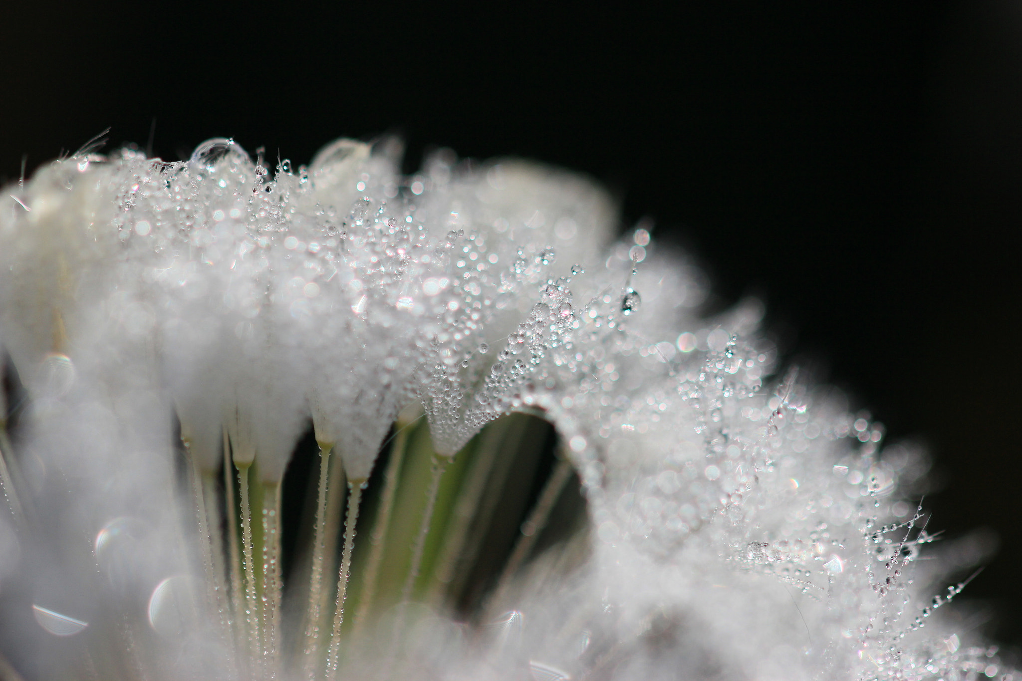 Sigma 105mm F2.8 EX DG OS HSM sample photo. Img photography