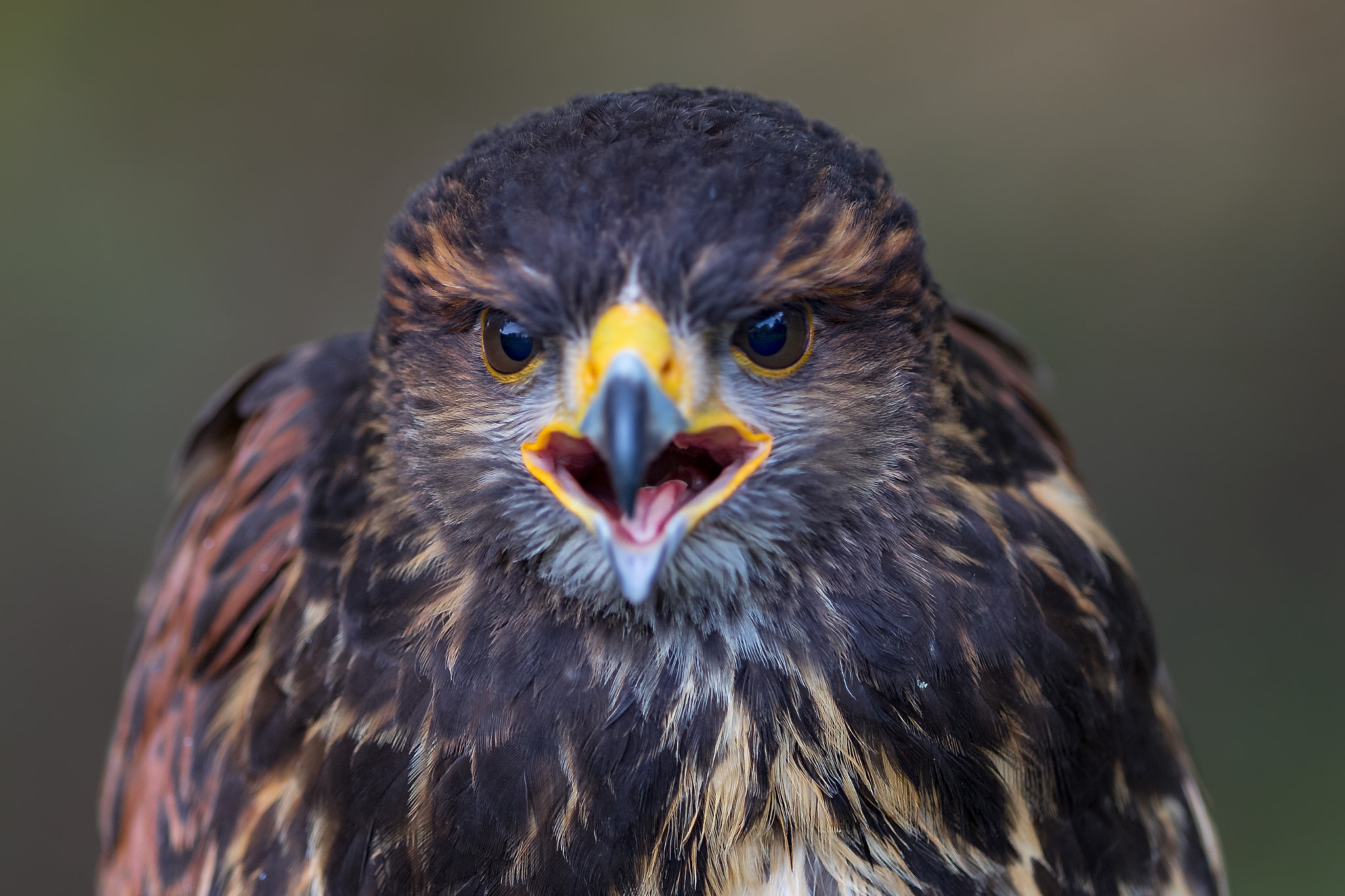 Canon EF 400mm F2.8L IS II USM sample photo. Buzzard portrait.. photography