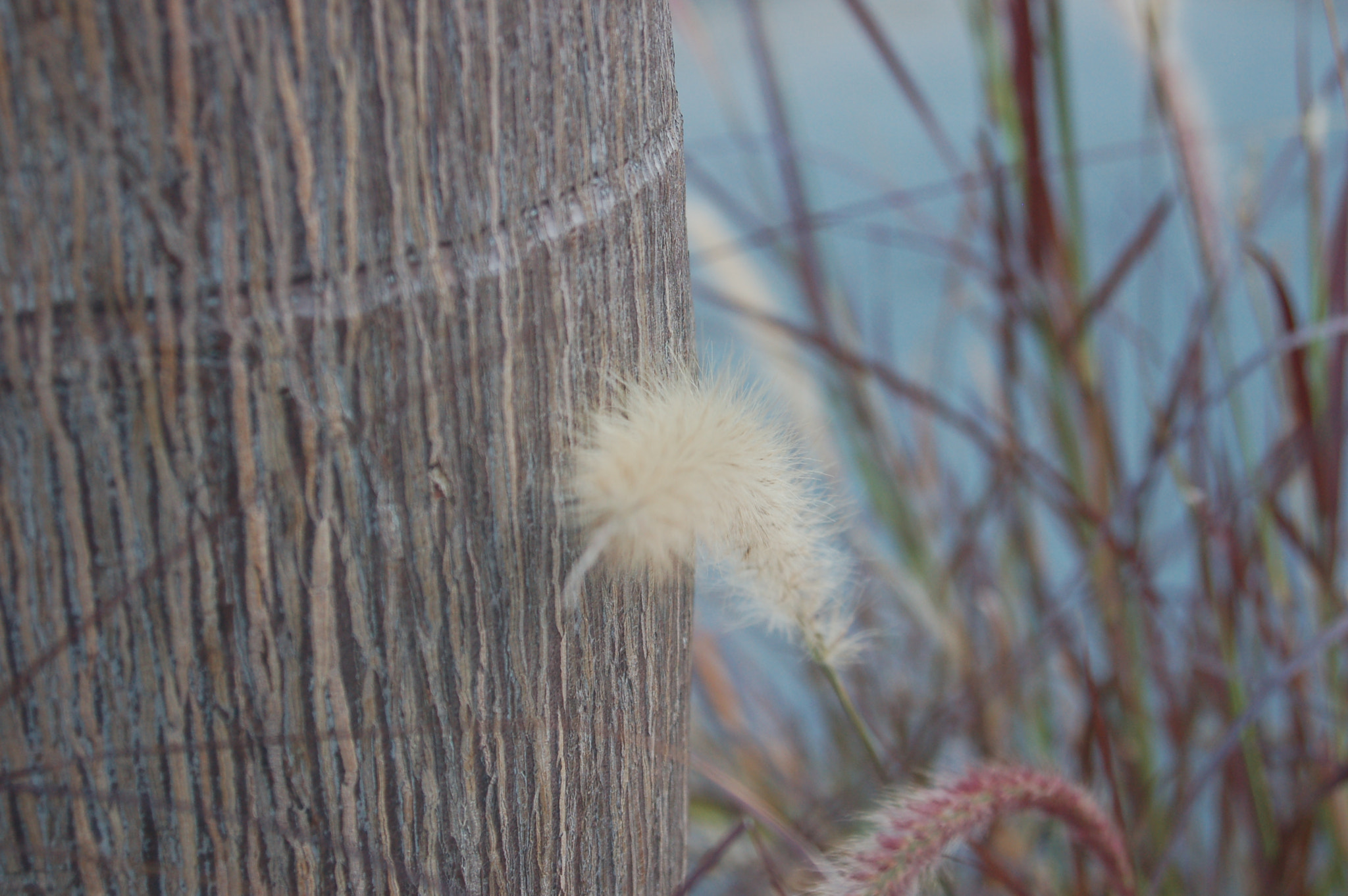 Sigma 28-90mm F3.5-5.6 Macro sample photo