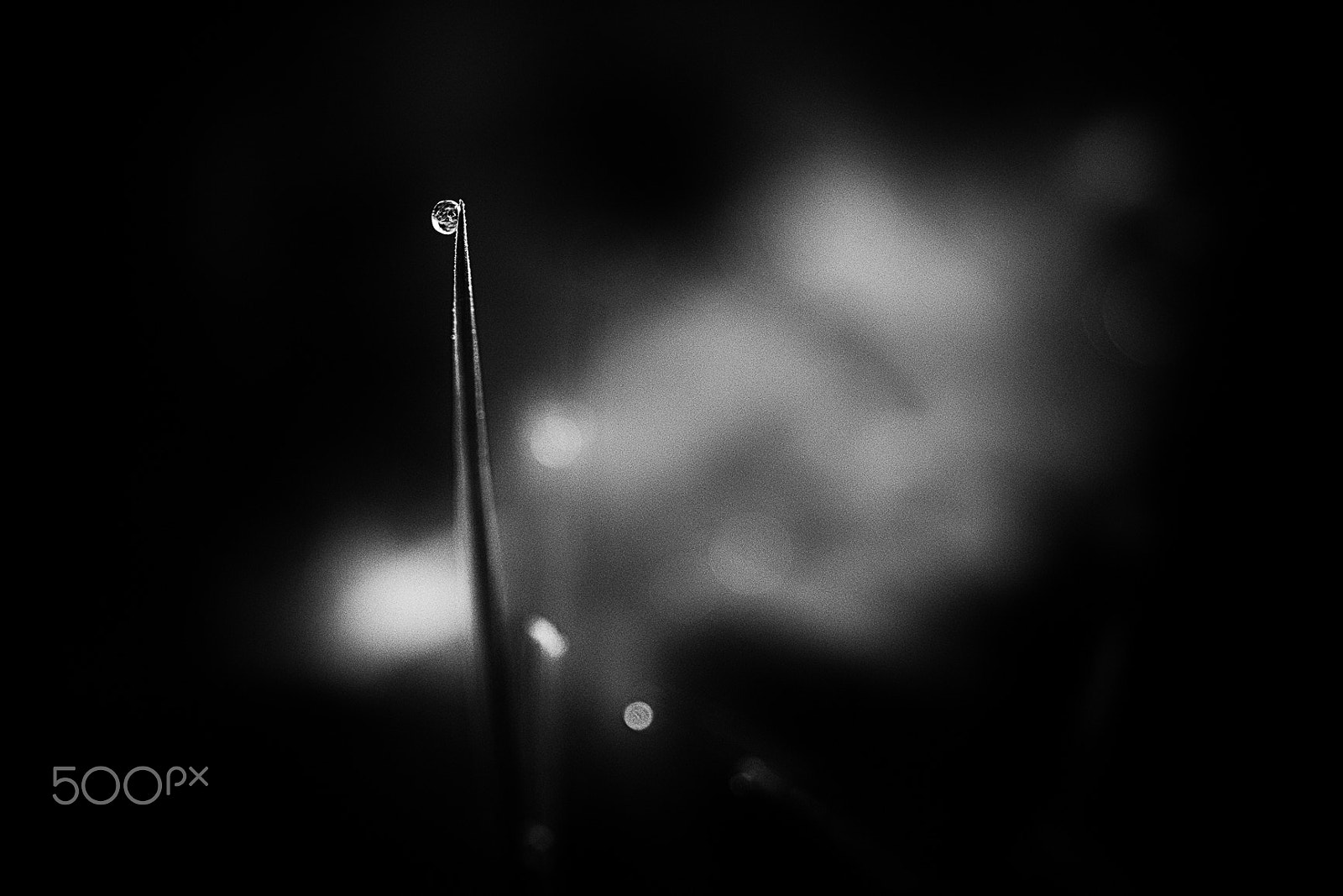 Fujifilm X-E1 + Fujifilm XF 60mm F2.4 R Macro sample photo. 20160312-01.jpg photography