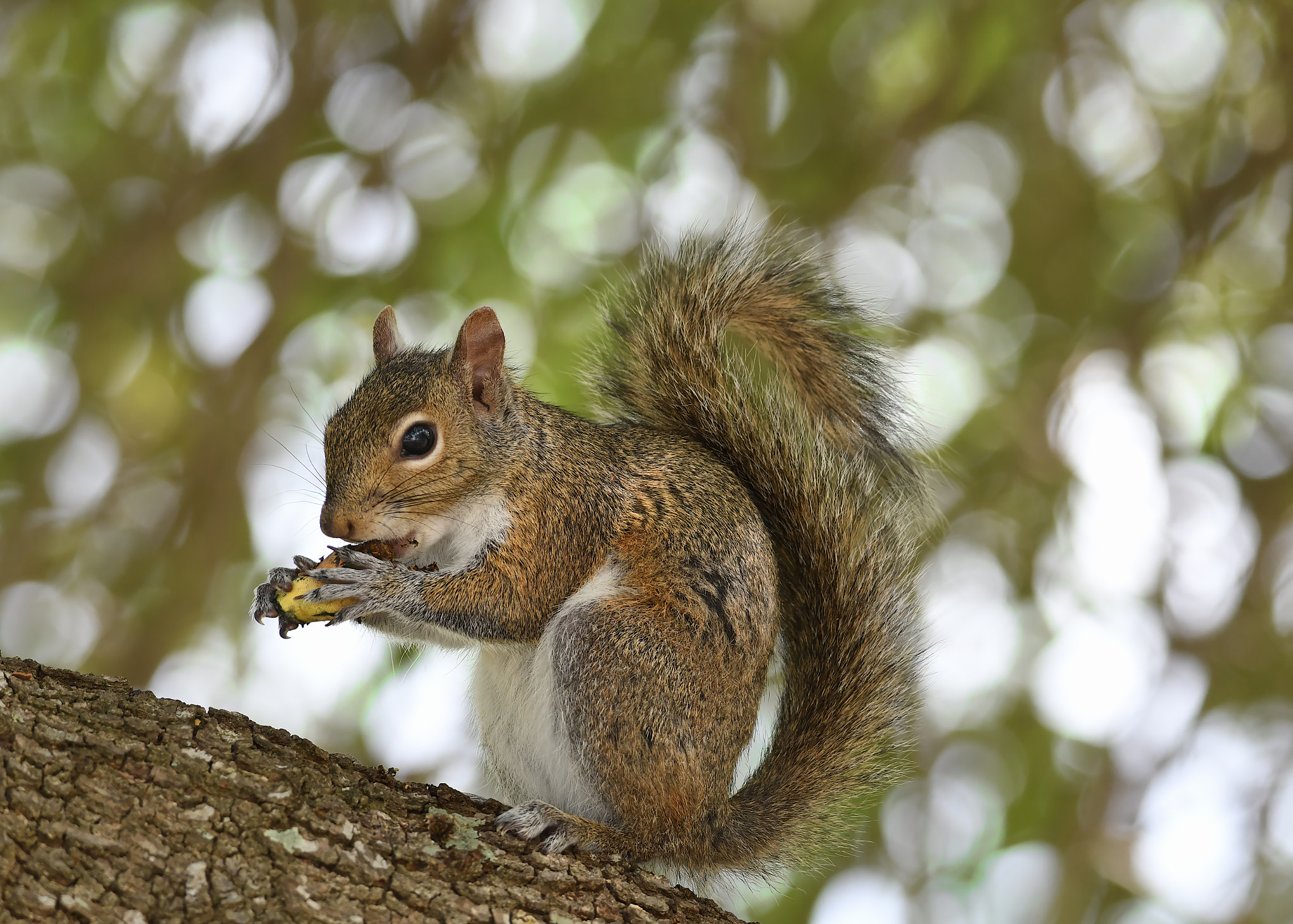 Nikon D500 + Sigma 50mm F2.8 EX DG Macro sample photo. Squirrel photography