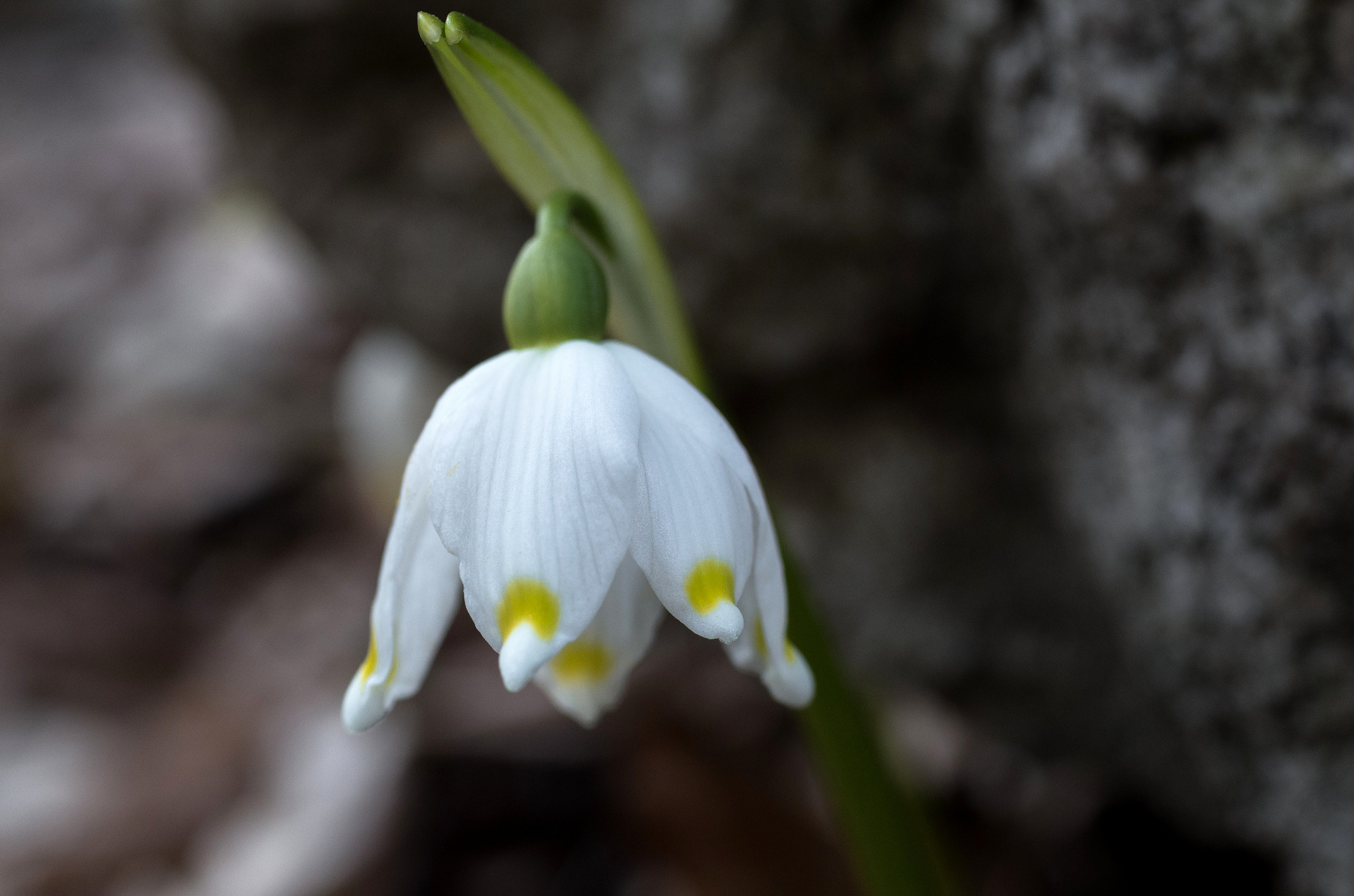 Pentax K-500 sample photo. Leucojum vernum - campanellino photography