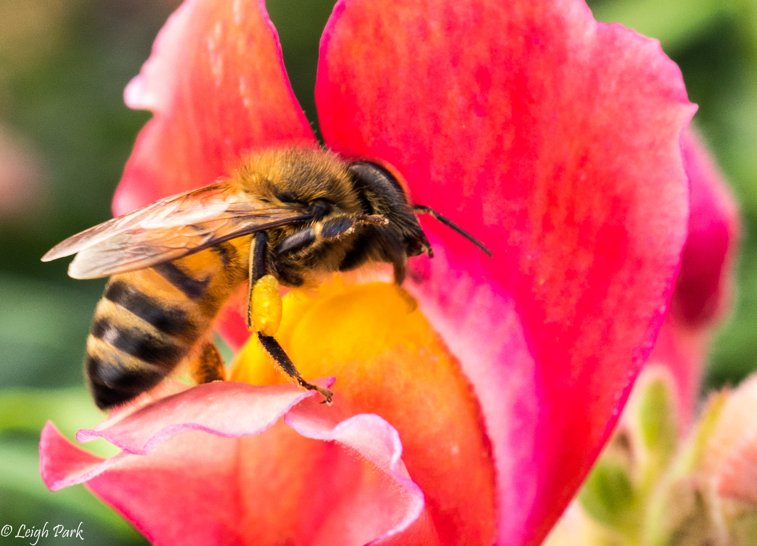 Olympus OM-D E-M10 II + Olympus M.Zuiko Digital ED 30mm F3.5 Macro sample photo. The bee and the snapdragon photography