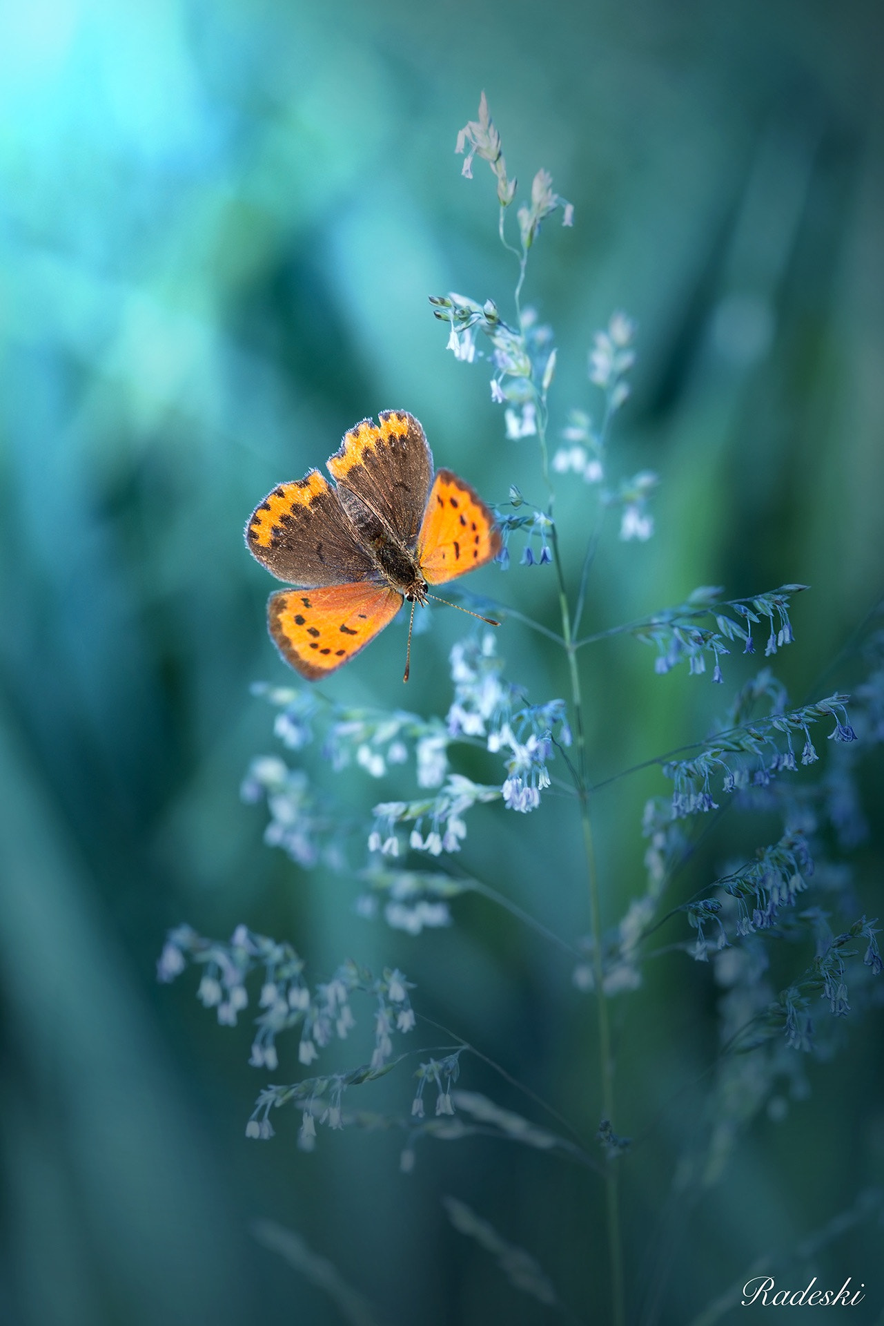 AF Micro-Nikkor 105mm f/2.8 sample photo. First light photography