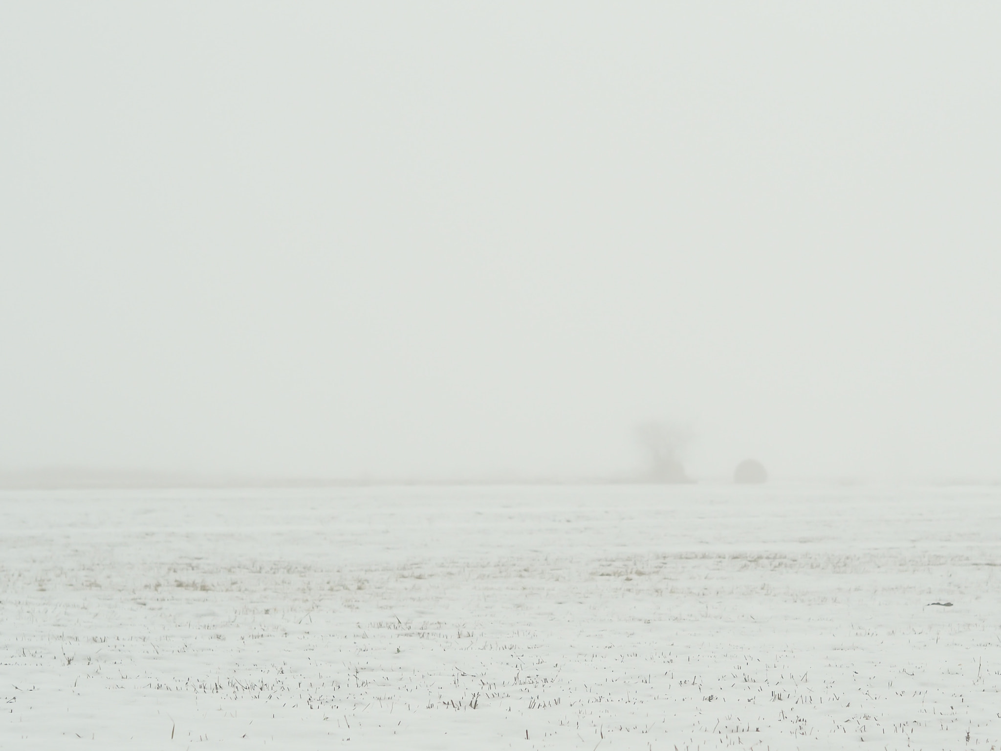 Olympus OM-D E-M10 II + Olympus M.Zuiko Digital 45mm F1.8 sample photo. Milky. misty. memories... photography
