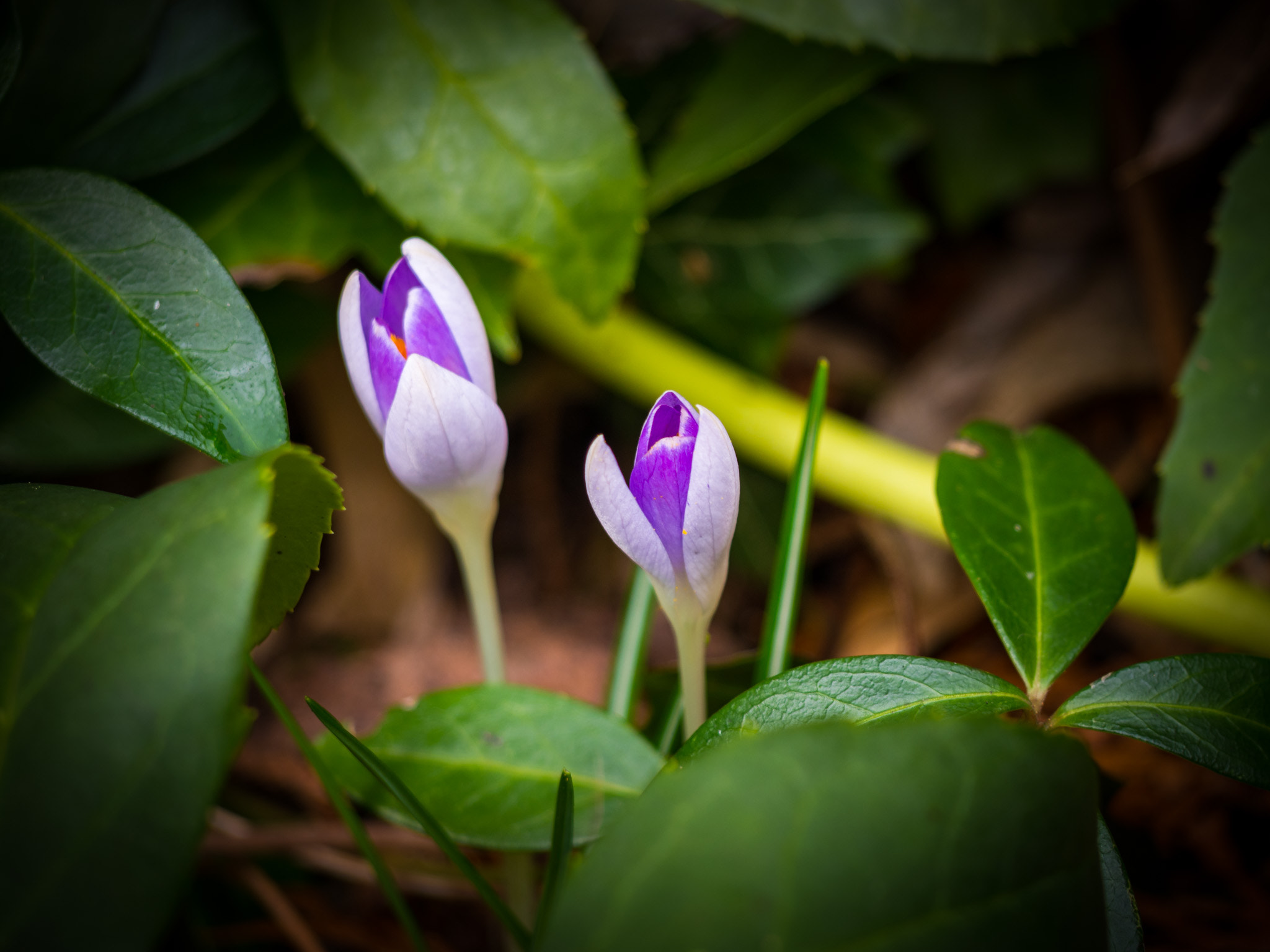 Olympus OM-D E-M10 II sample photo. Spring is around photography