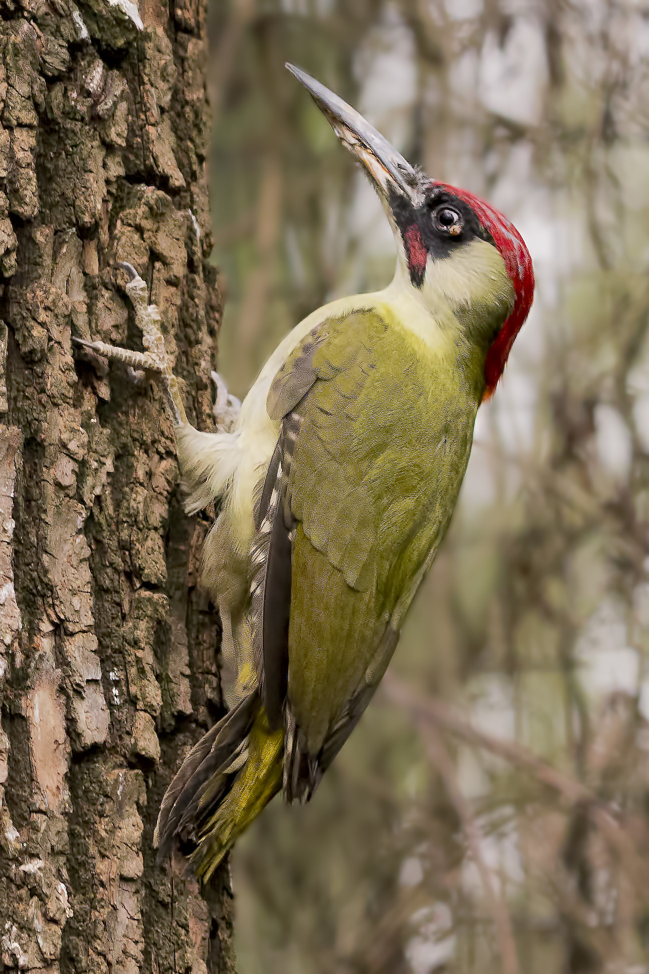 Canon EOS 700D (EOS Rebel T5i / EOS Kiss X7i) sample photo. Green woodpecker photography