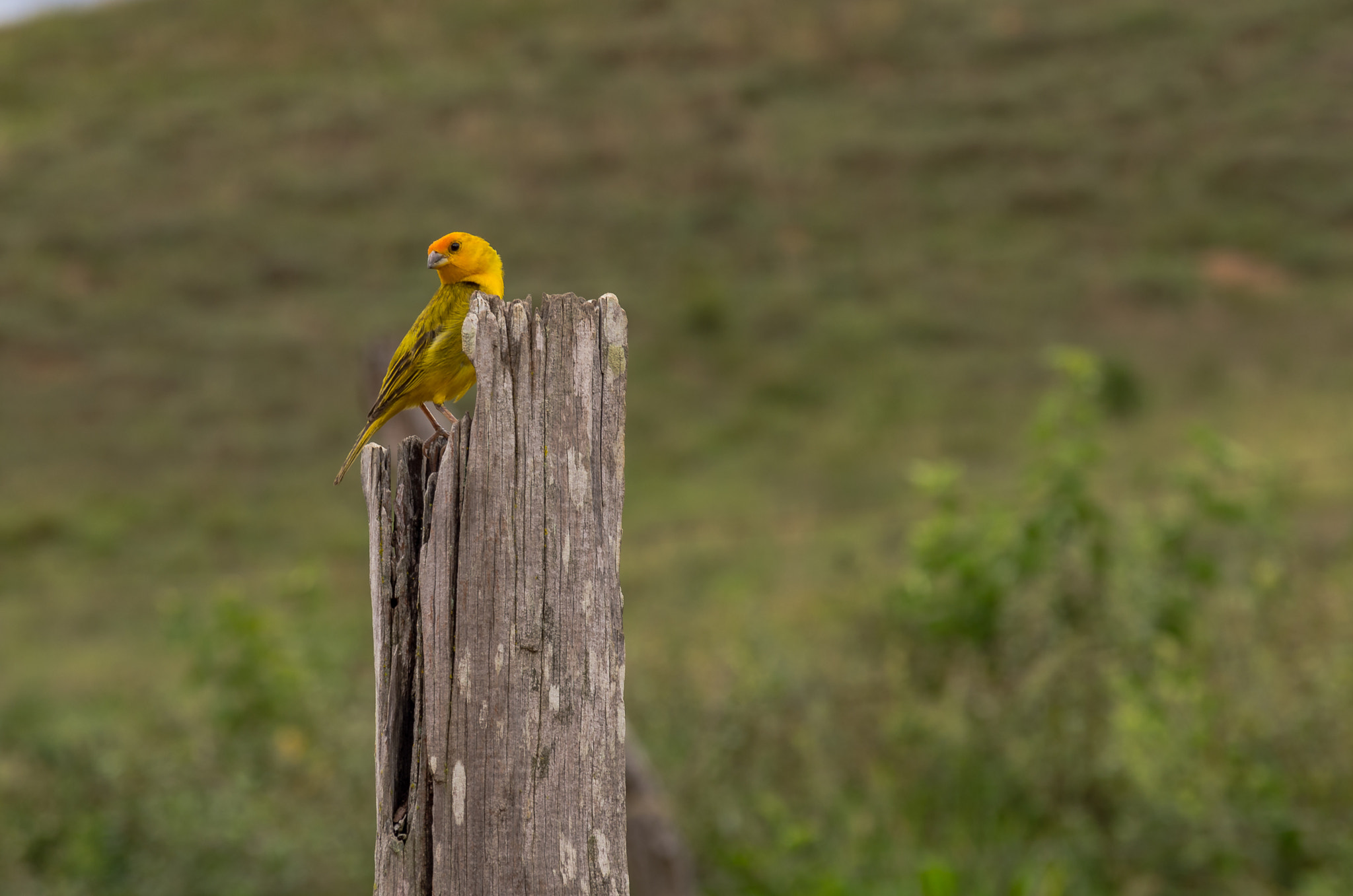 Pentax K-5 sample photo. Bird photography