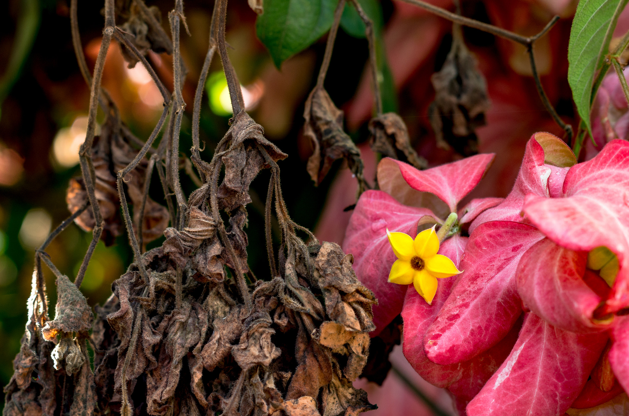 Pentax K-5 + Pentax smc DA 50mm F1.8 sample photo. Flor photography